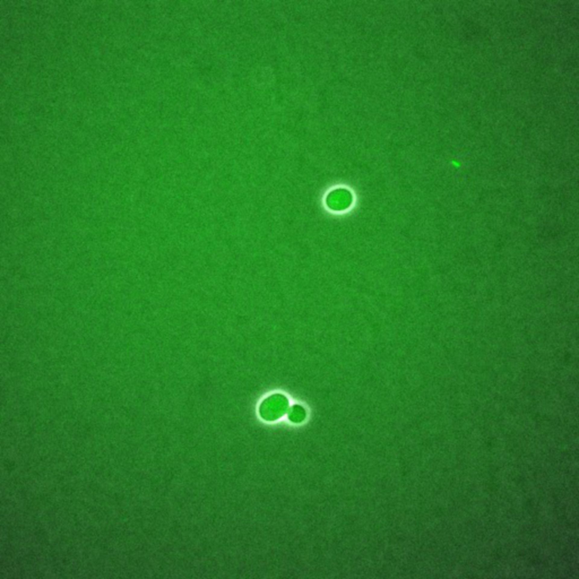Saccharomyces cerevisiae (BCK2 protein) - CIL:35787