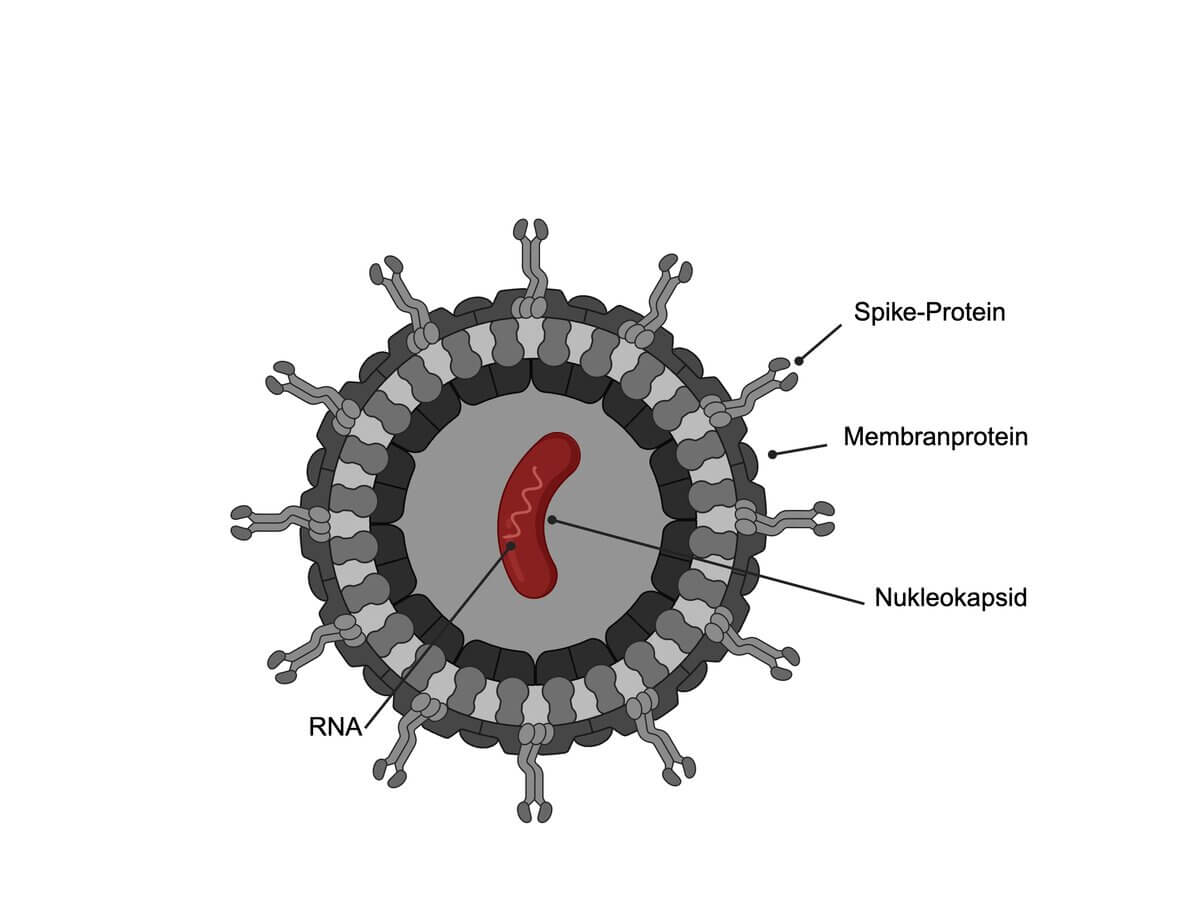Torovirus 2