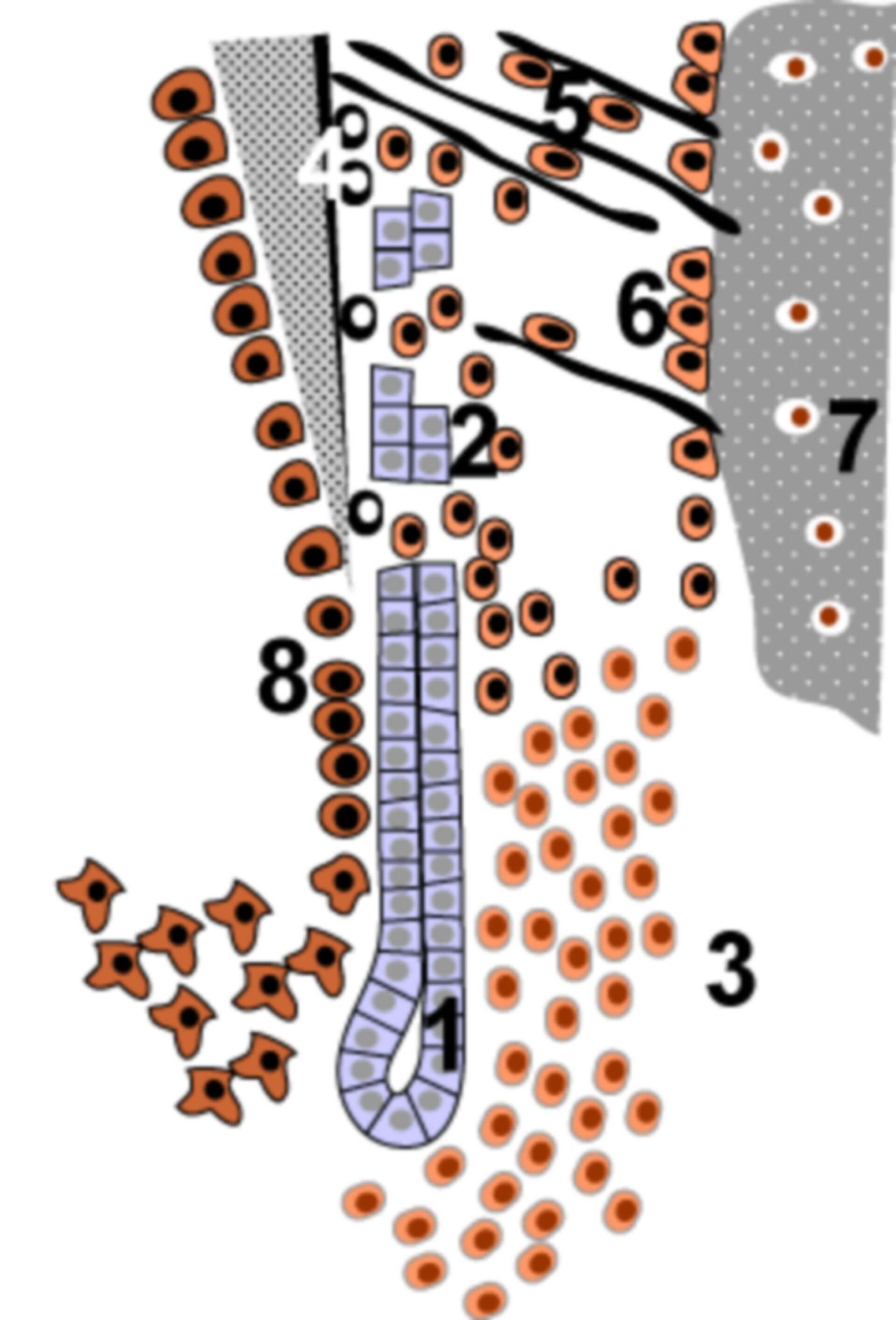 Hertwig-Epithelscheide