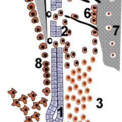 HertwigEpithelscheide DocCheck Flexikon