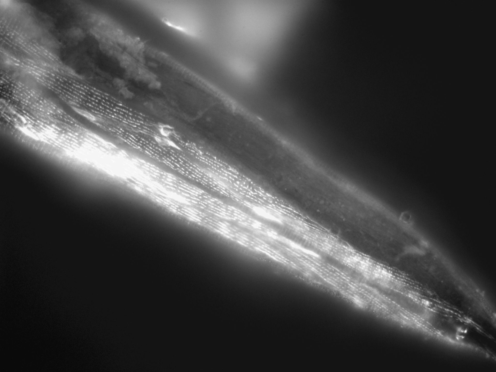 Caenorhabditis elegans (Actin filament) - CIL:1174
