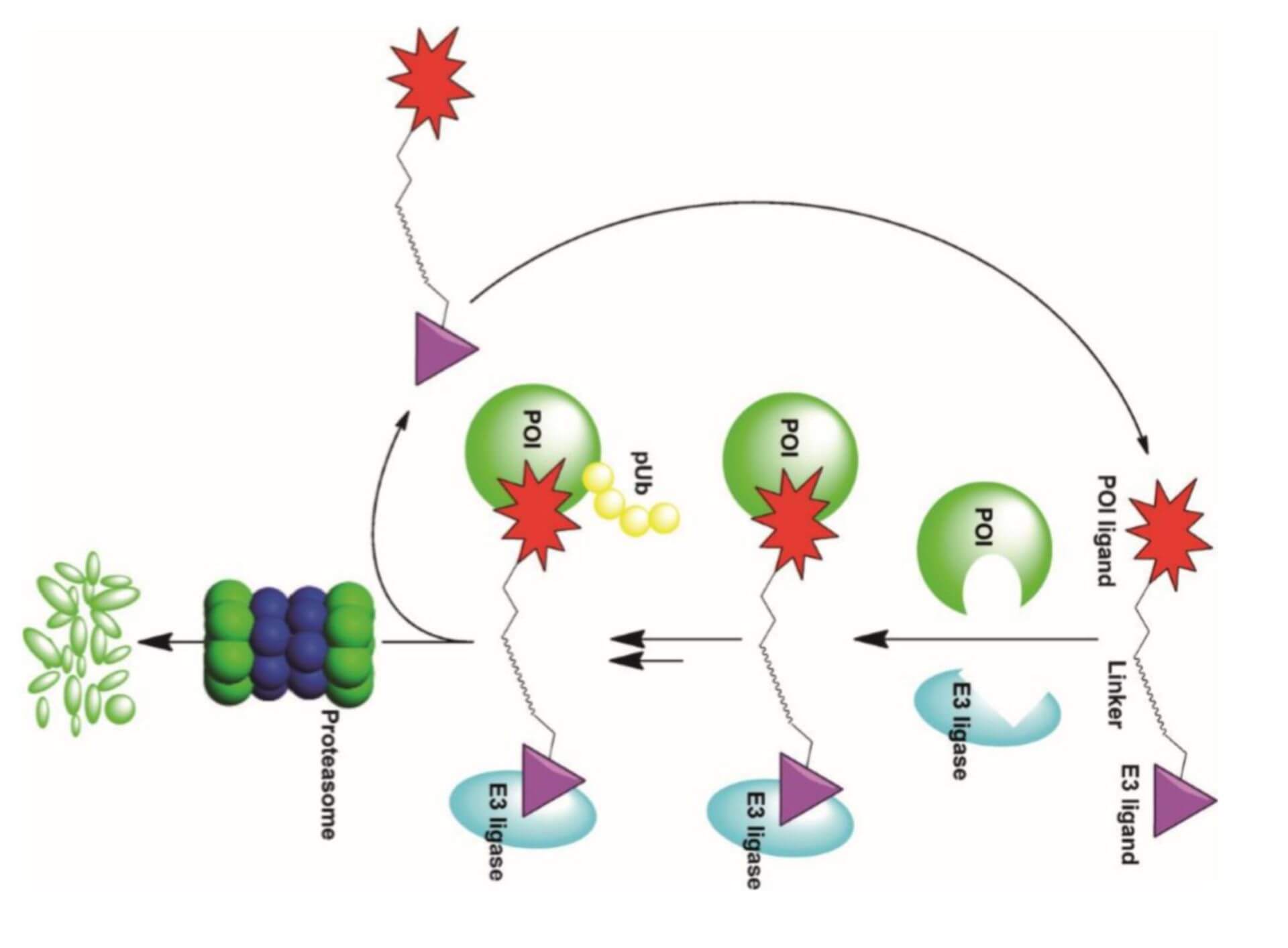 PROTAC Activity Assay-BOC Sciences