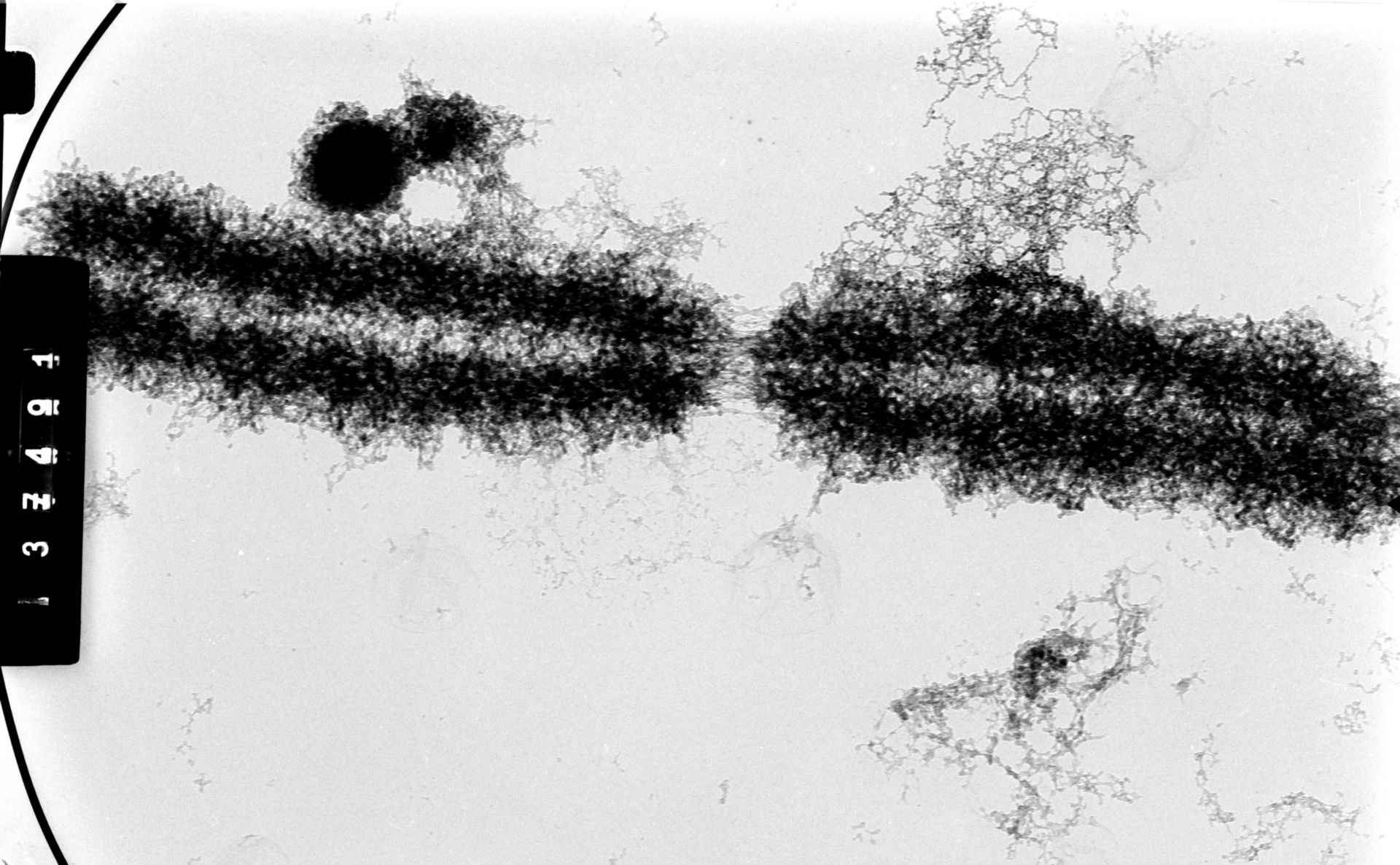 Cricetulus griseus (Nuclear chromosome) - CIL:35543