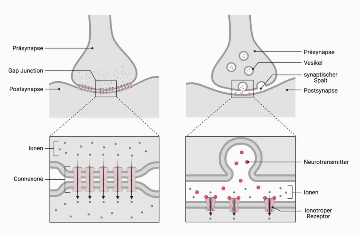 Erregungsübertragung bei elektrischen (links) und chemischen (rechts) Synapsen