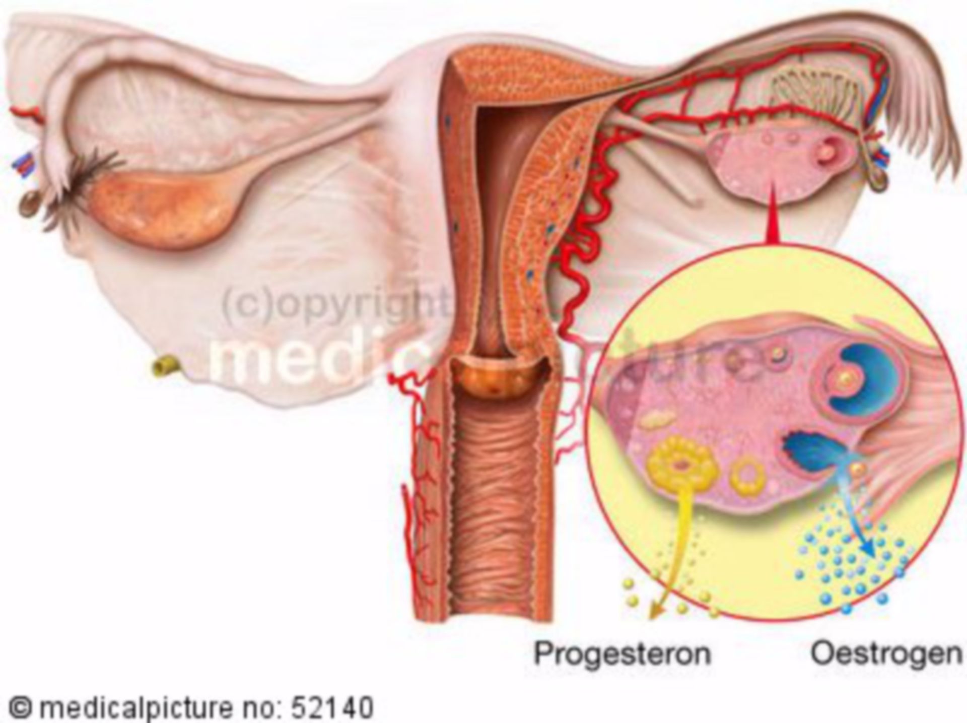 Hormone release in the ovary