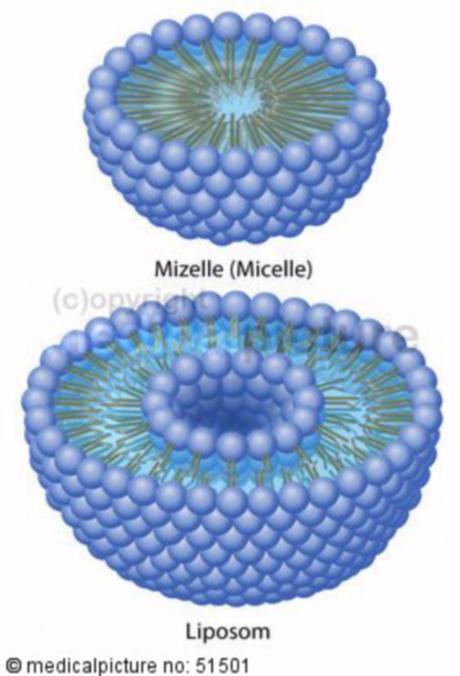 Micelle and liposome