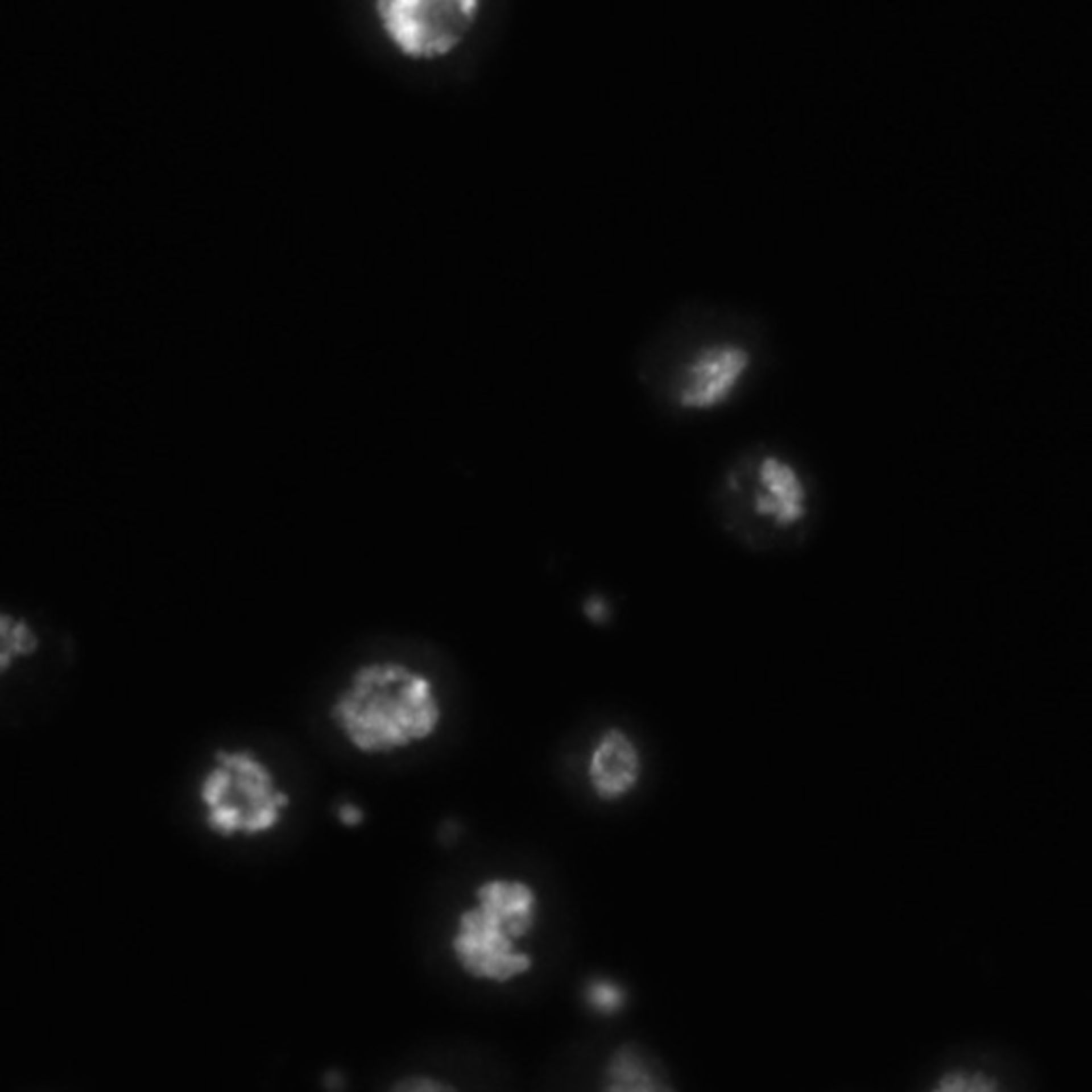 Drosophila melanogaster (DNA) - CIL:21746