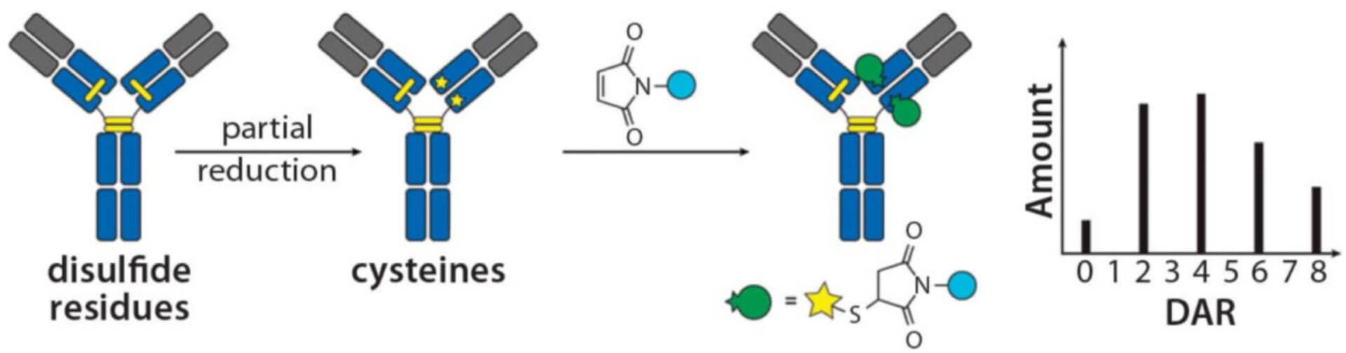 Cysteine Conjugation