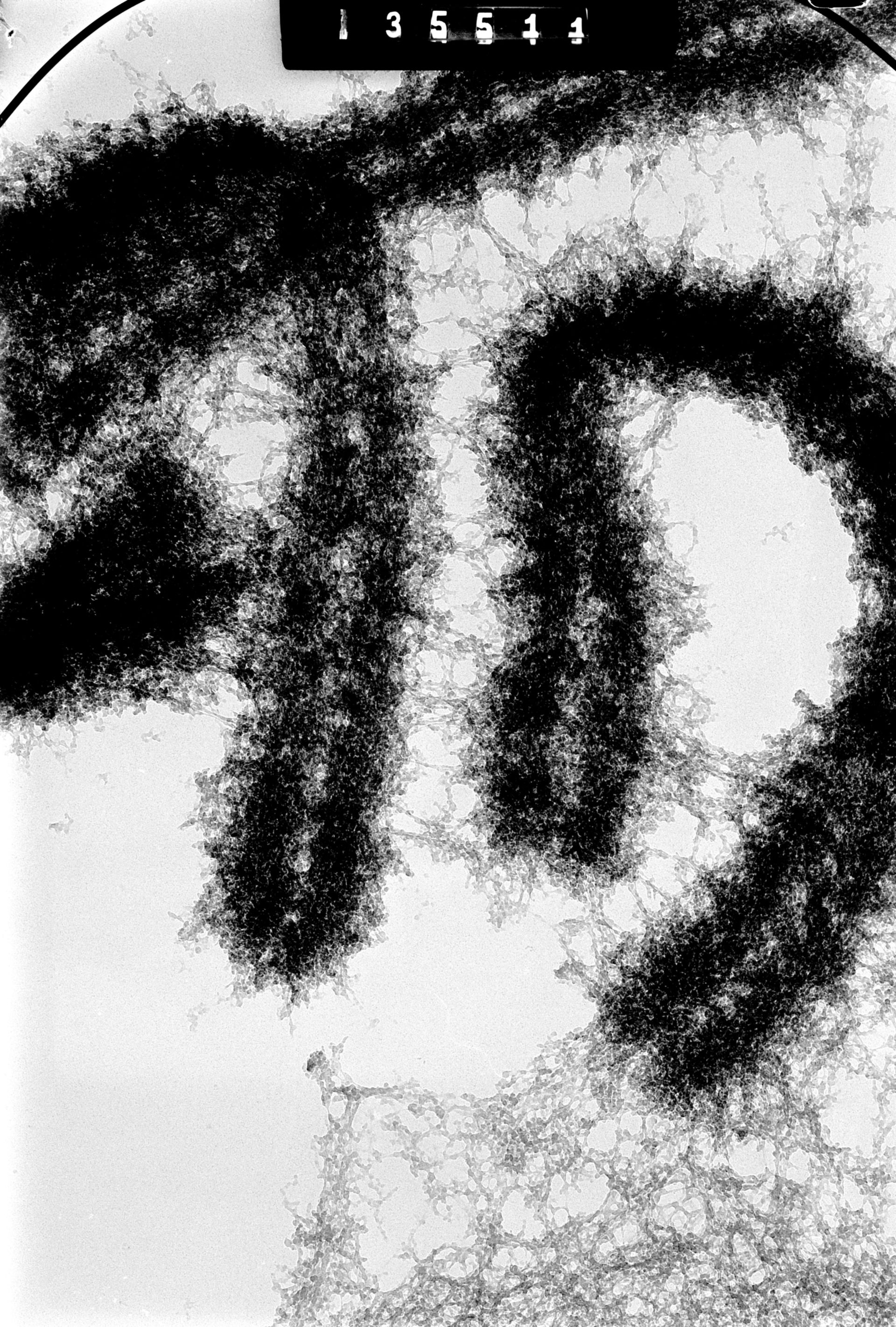 Cricetulus griseus (Nuclear chromosome) - CIL:41705