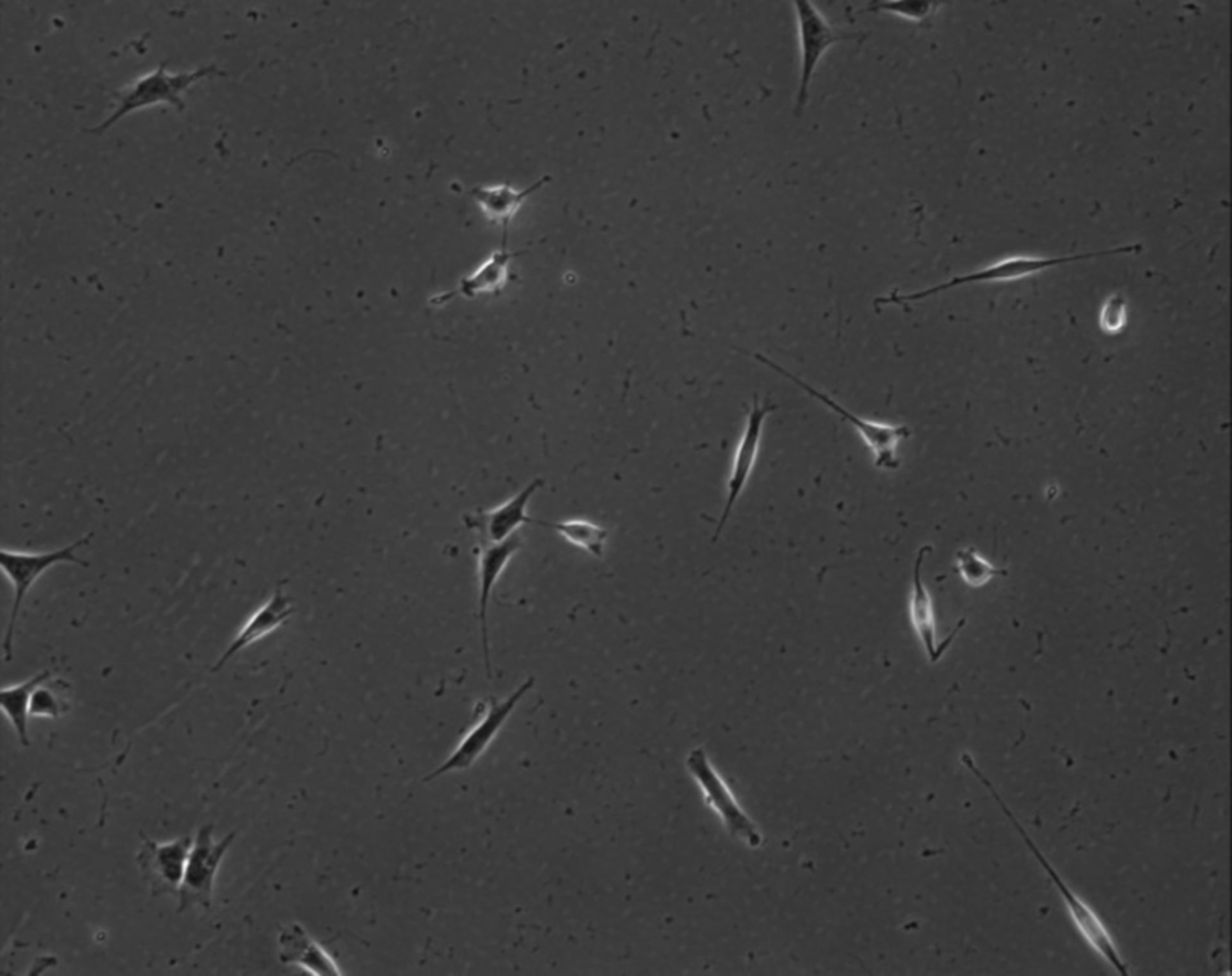 Mus musculus (Extracellular matrix part) - CIL:7902