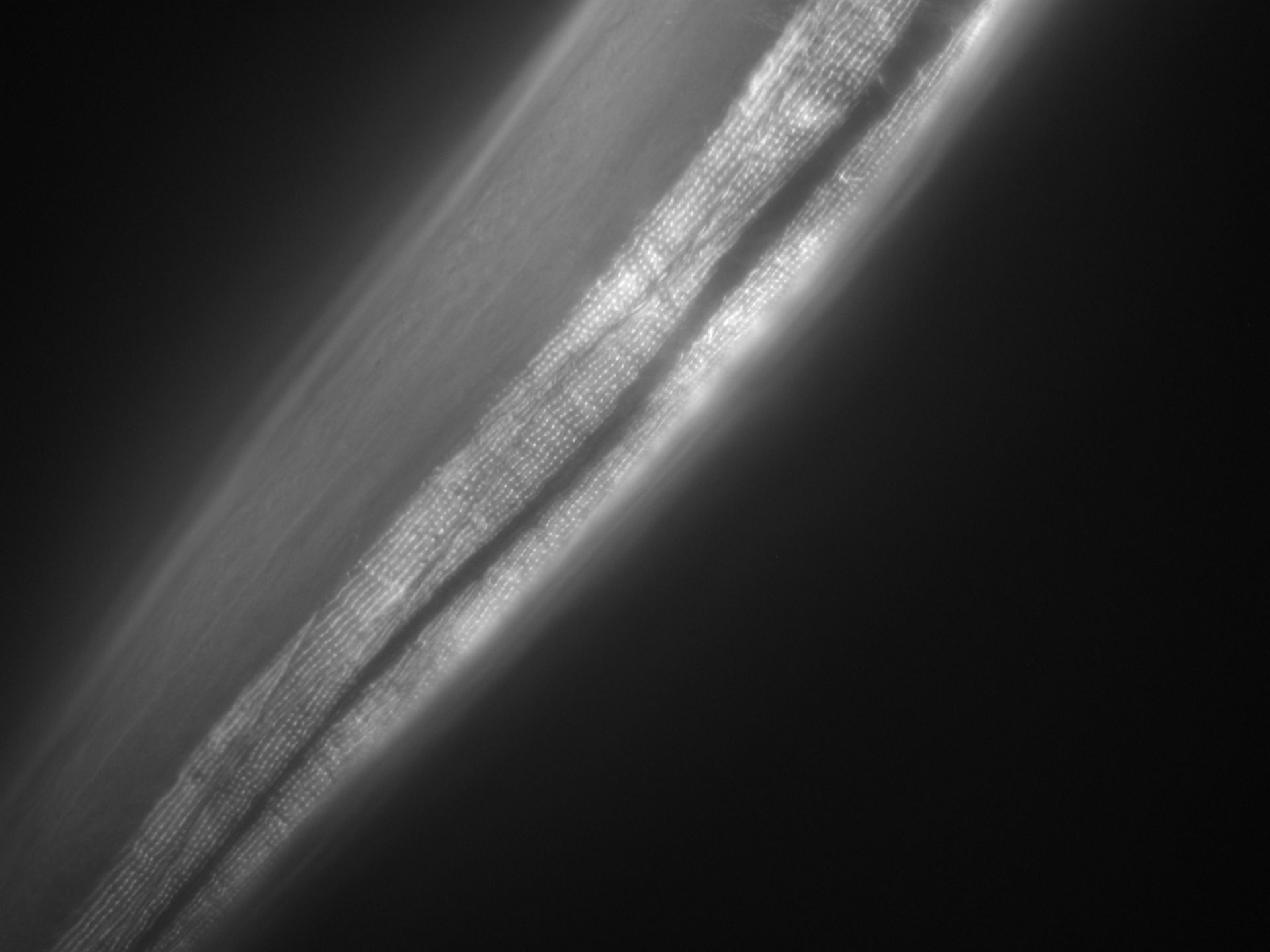 Caenorhabditis elegans (Actin filament) - CIL:1049