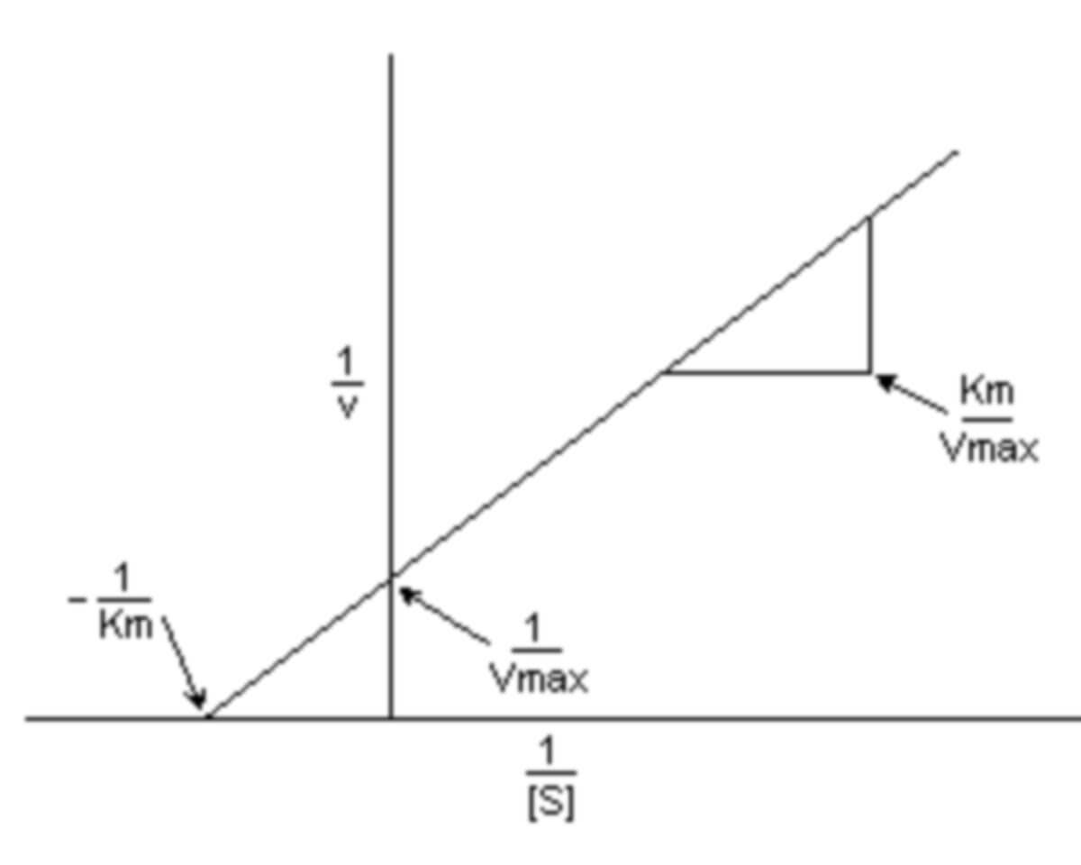 Lineweaver-Burk-Diagramm