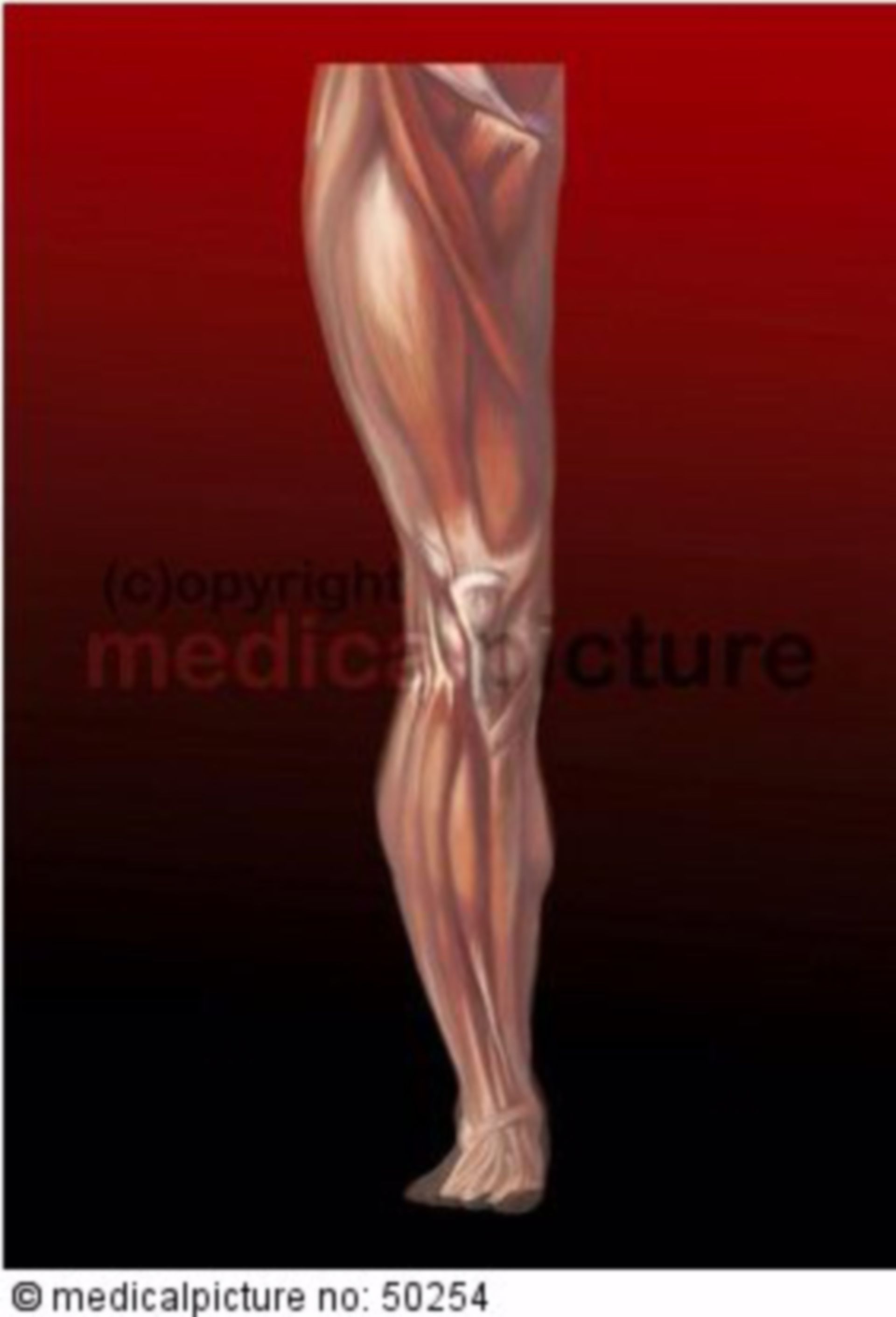  Plastische Darstellung des Bein-Skelettes 
