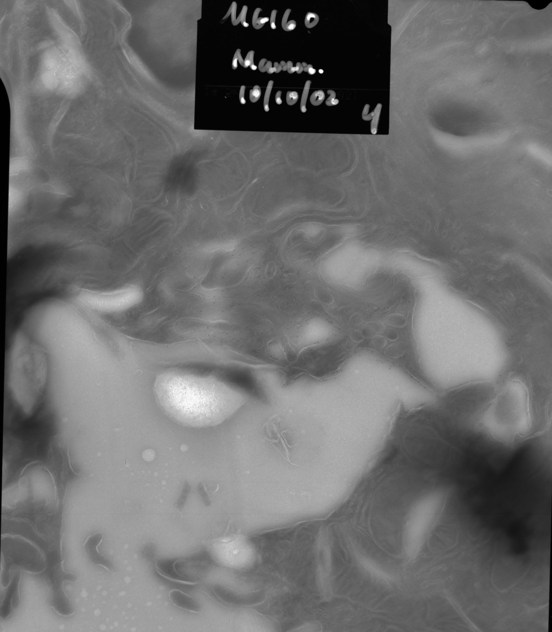 Rattus rattus (Mitochondrion) - CIL:12853