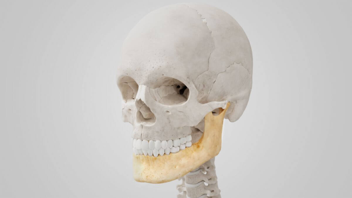 Mandibula - DocCheck Flexikon