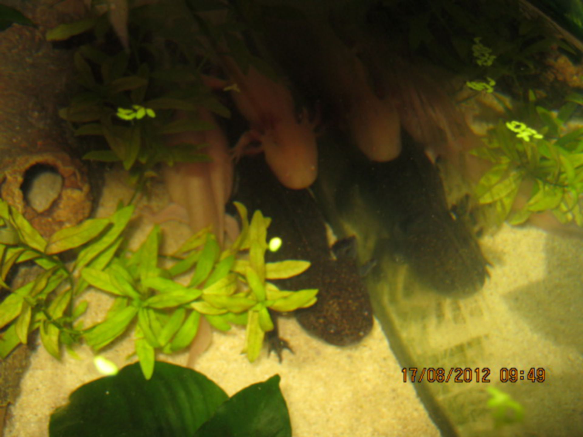 Veterinary medicine: Axlotl, Mexican Newt