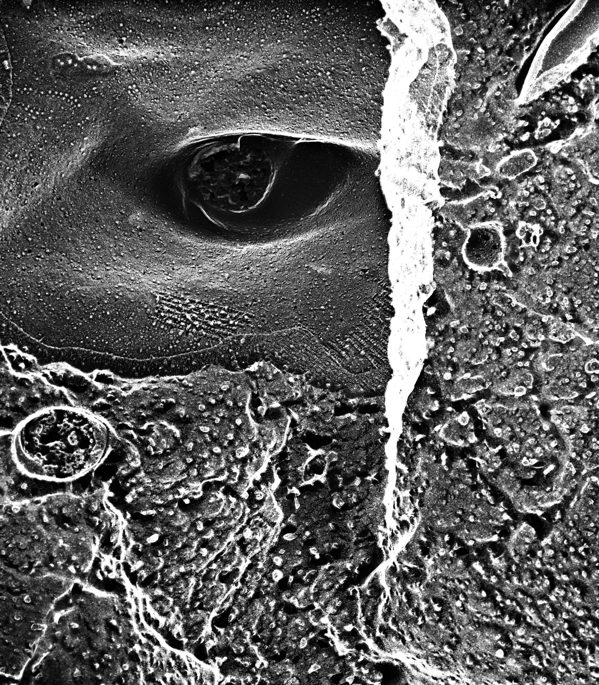 Paramecium multimicronucleatum (Cilium axoneme) - CIL:39315