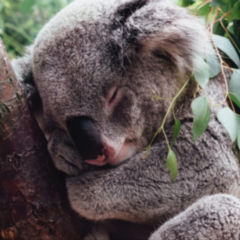 Fallen Sie nicht auf diesen nierenversagen steroide -Betrug herein