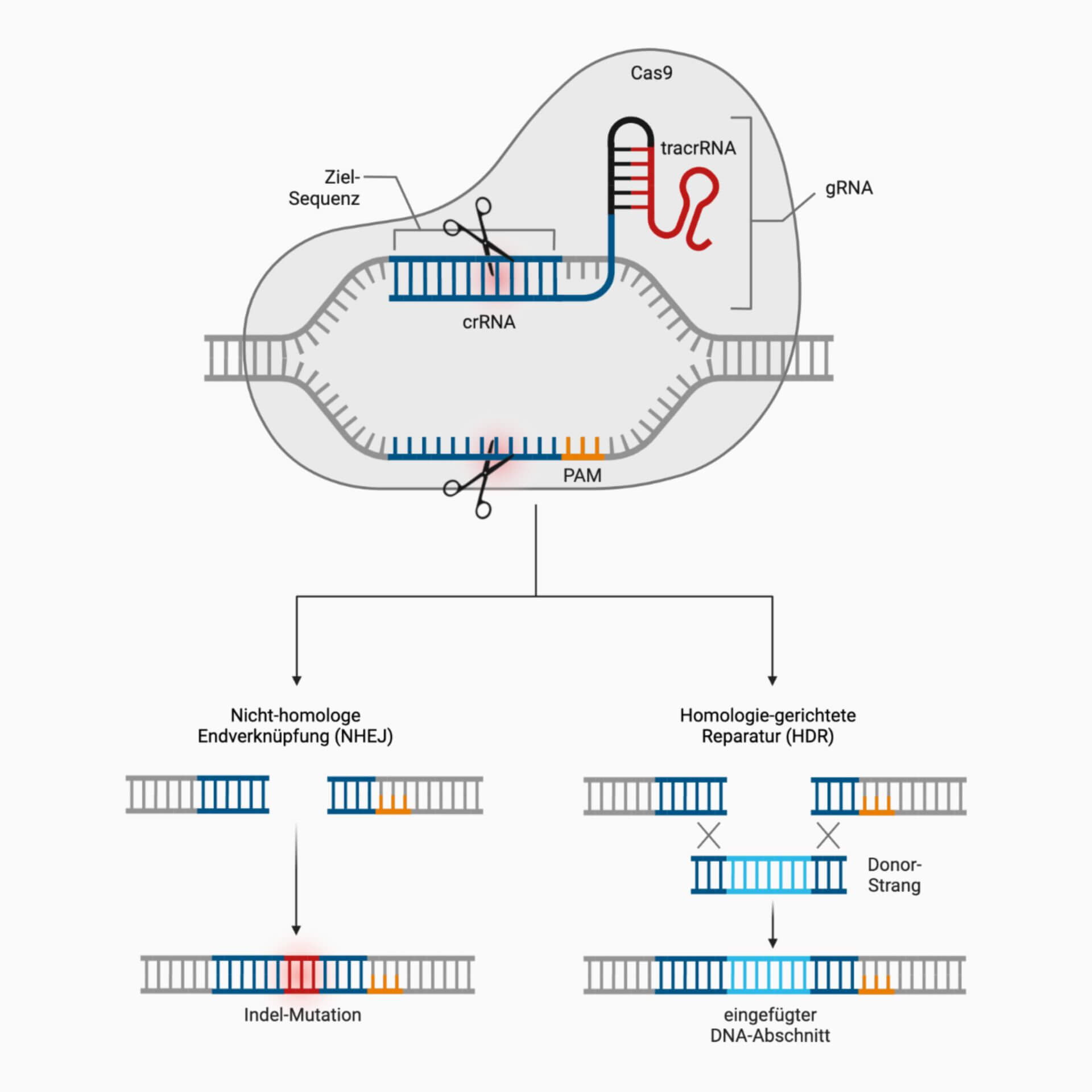 CRISPR/Cas-System
