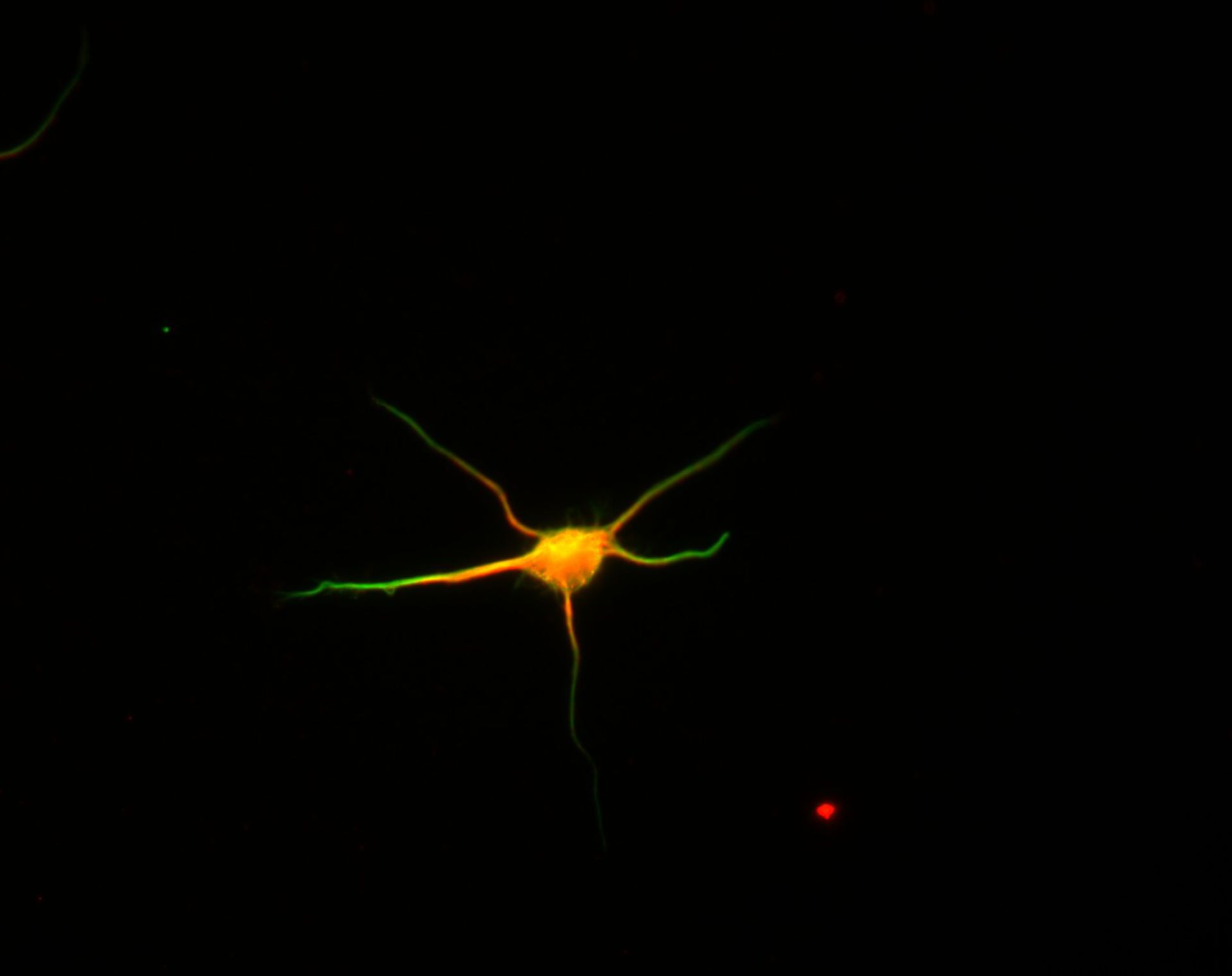 Rattus (Dendrite) - CIL:8471