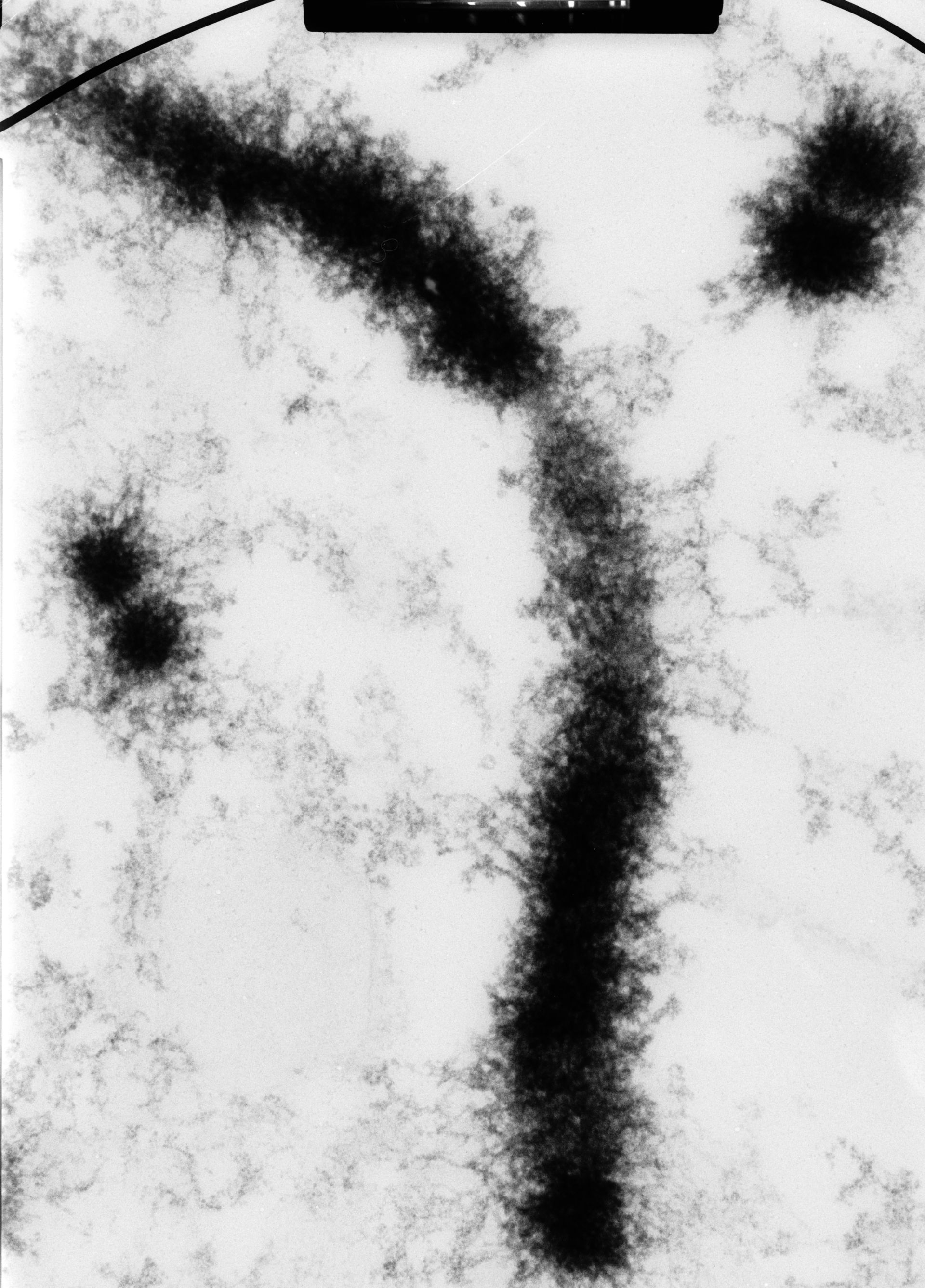 Cricetulus griseus (Nuclear chromosome) - CIL:40704