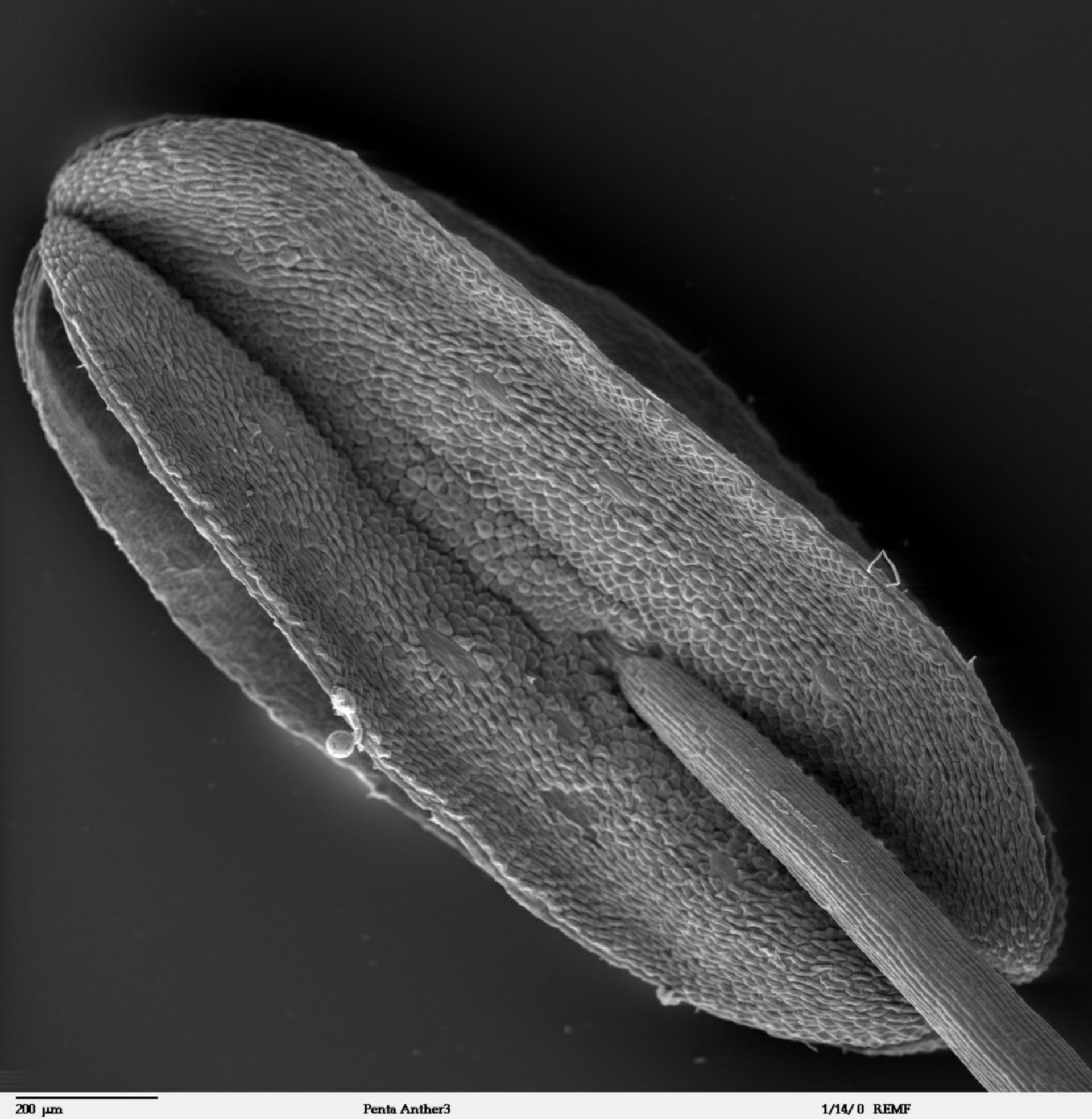 Penta lanceolata (Cell surface) - CIL:41308