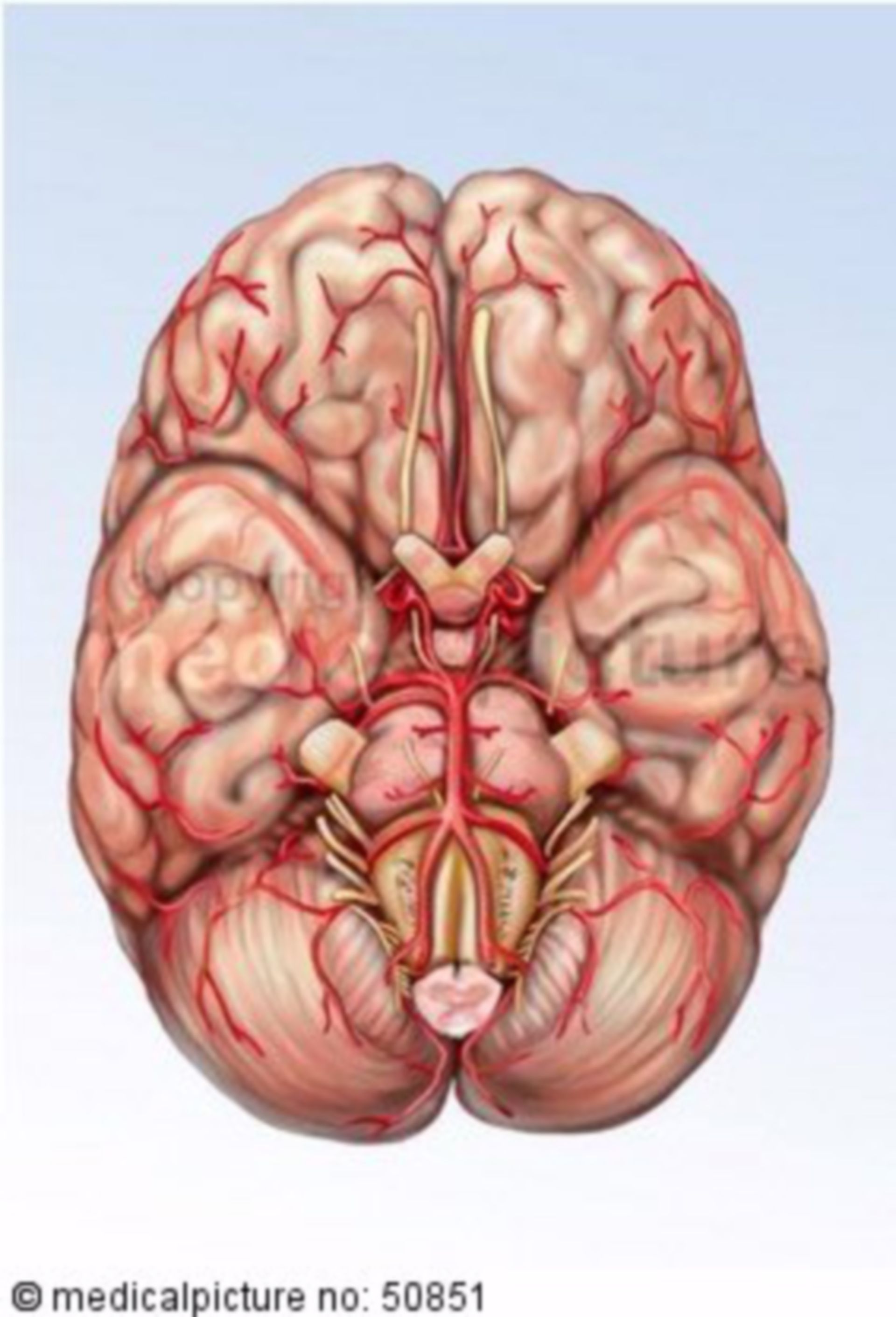 Brain, basal view