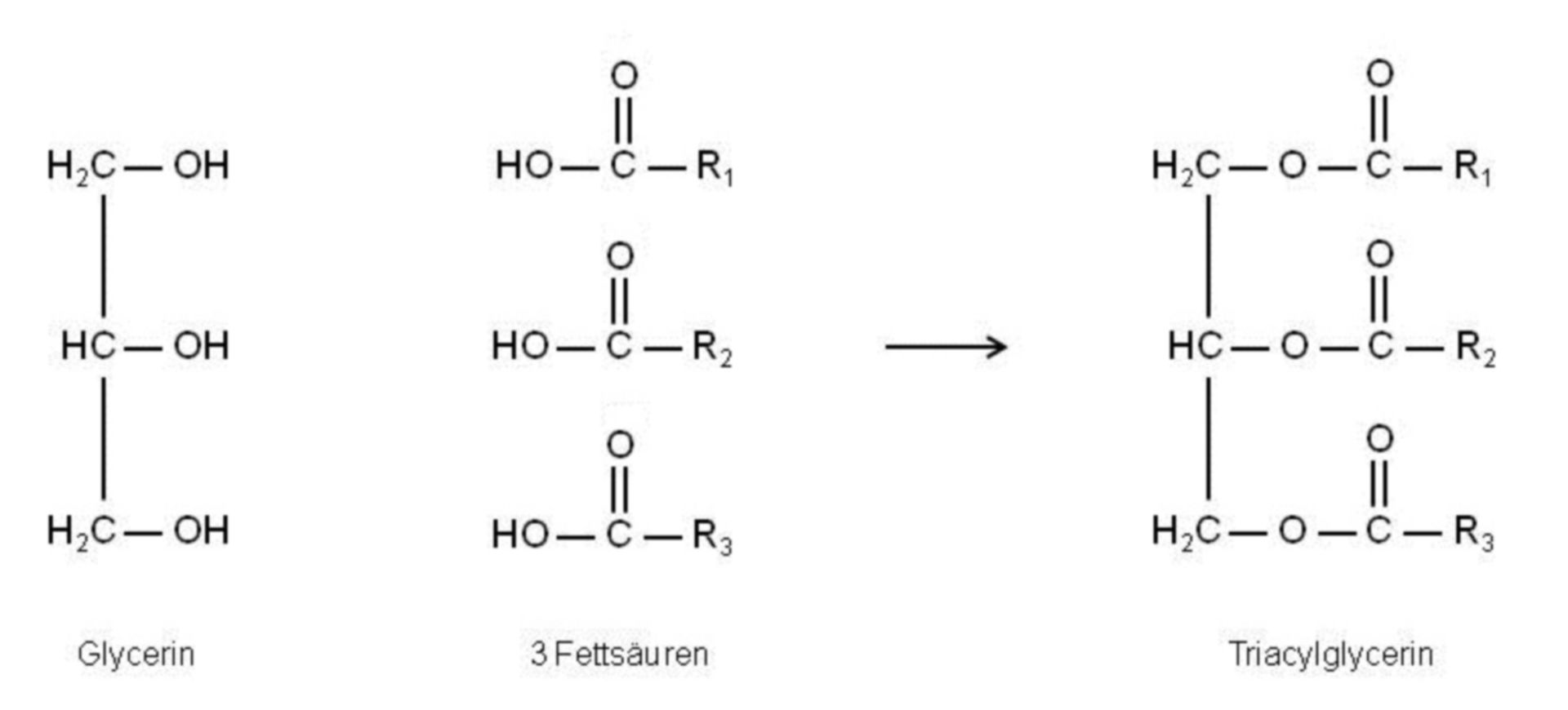 Bildung eines Triacylglycerins