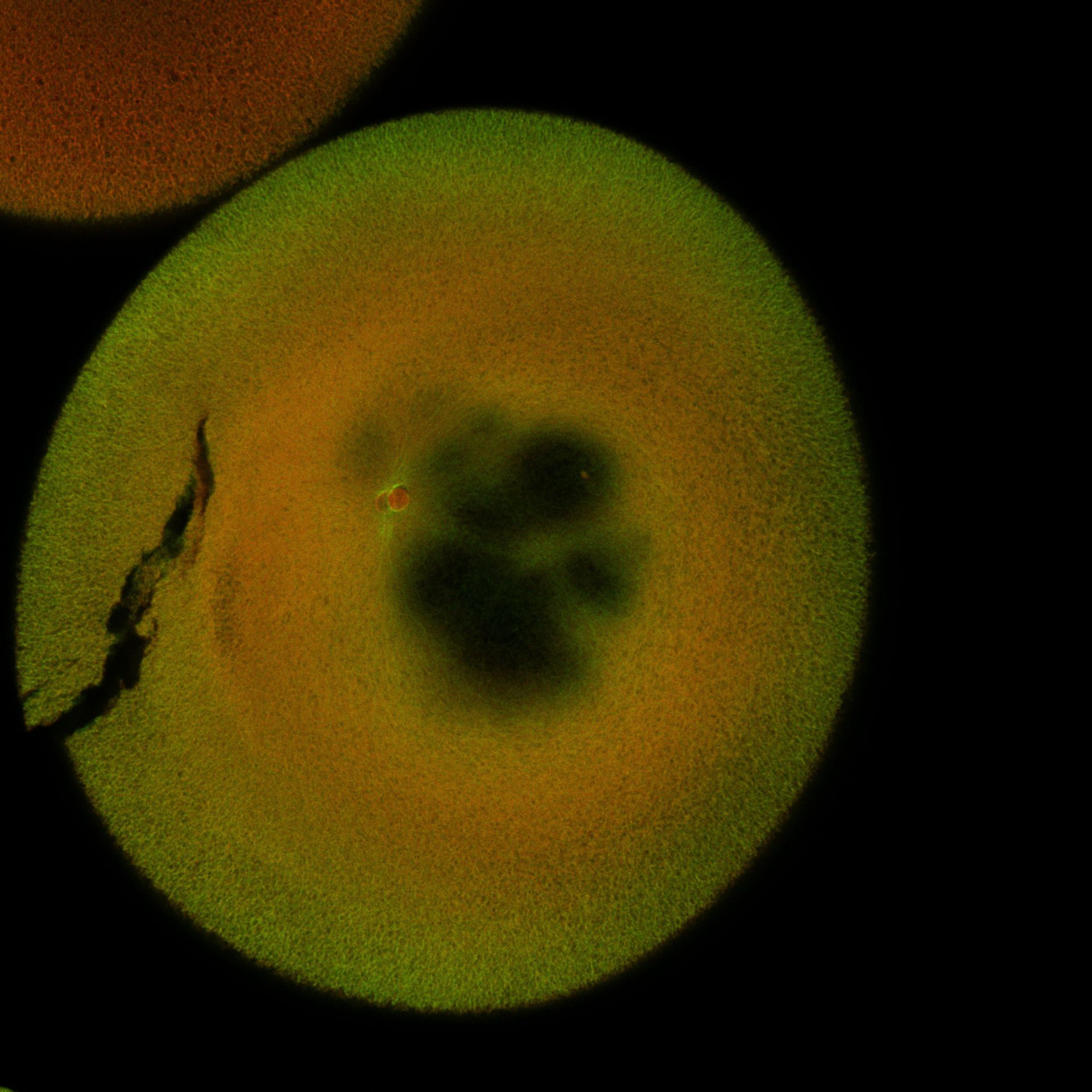 Xenopus laevis (DNA) - CIL:36526