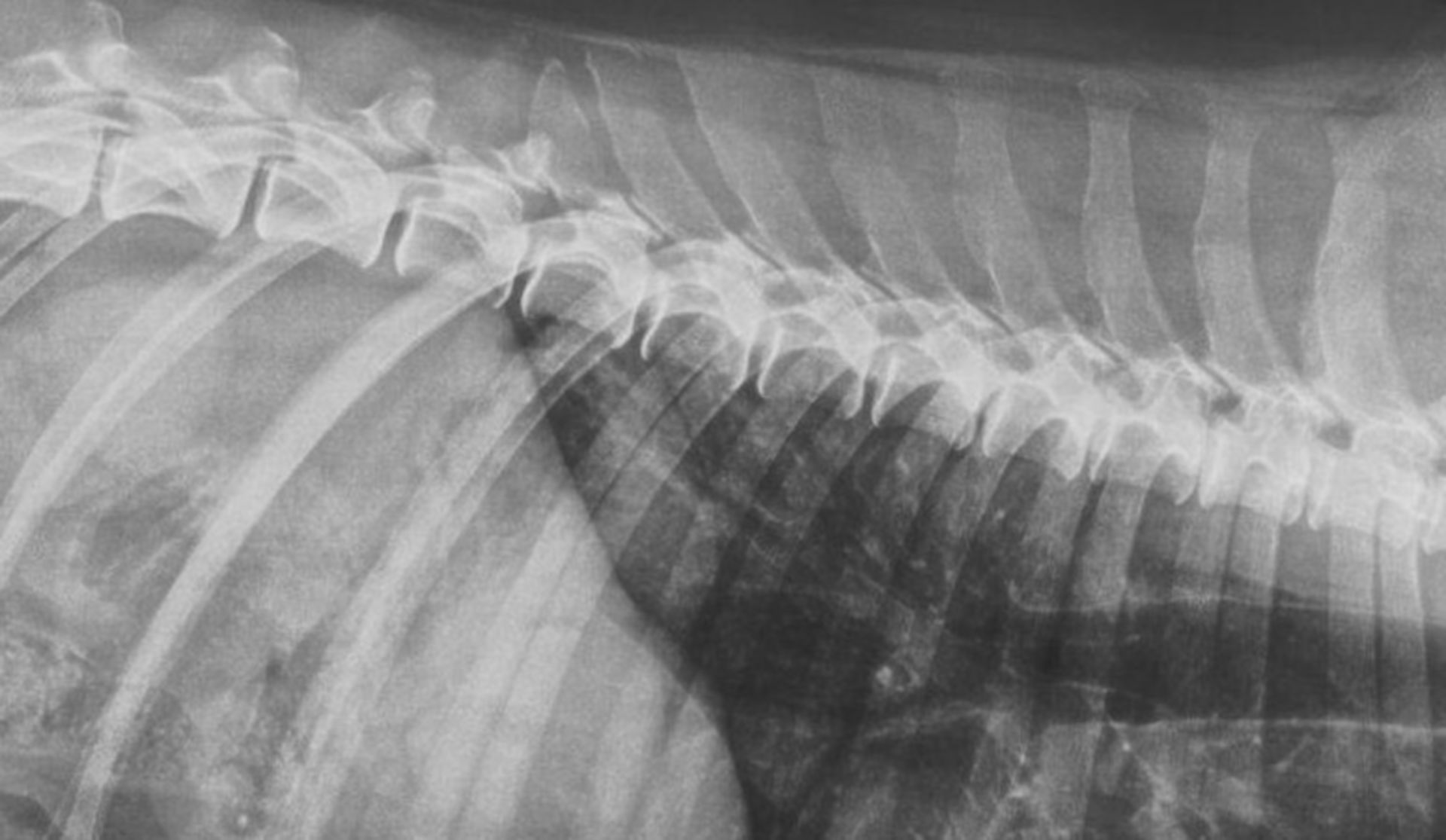 Veterinary medicine: X-ray