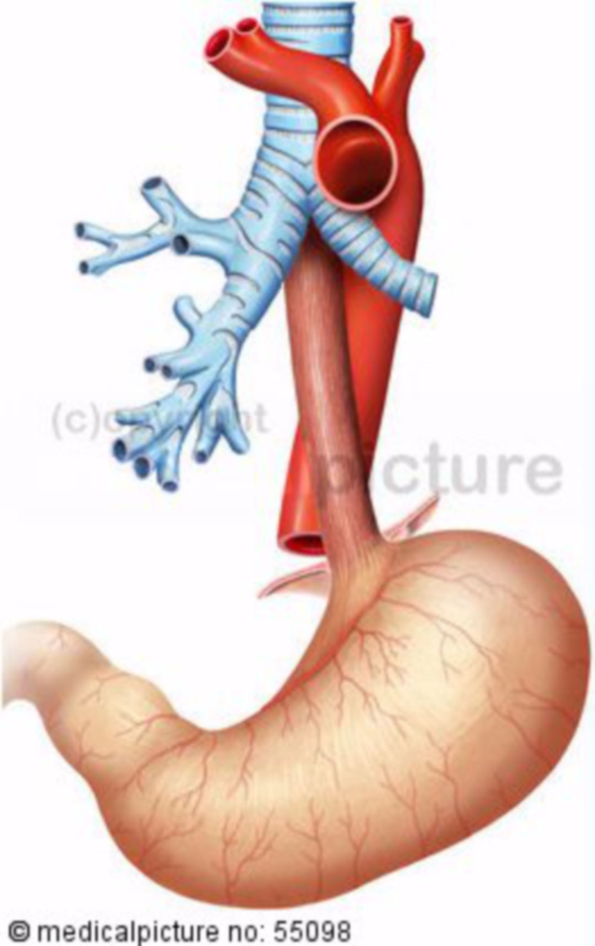 Position of the esophagus