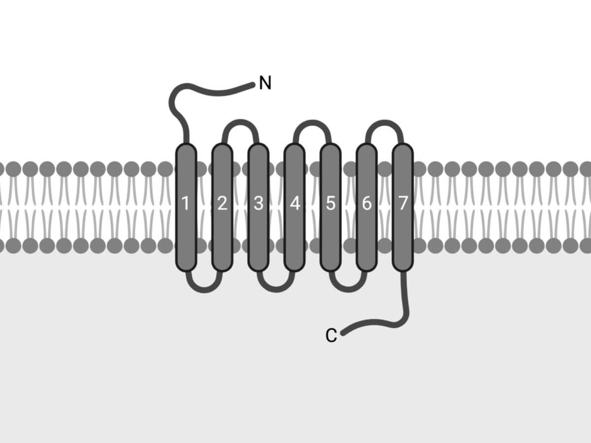 Schematischer Aufbau G-Protein-gekoppelter Rezeptoren