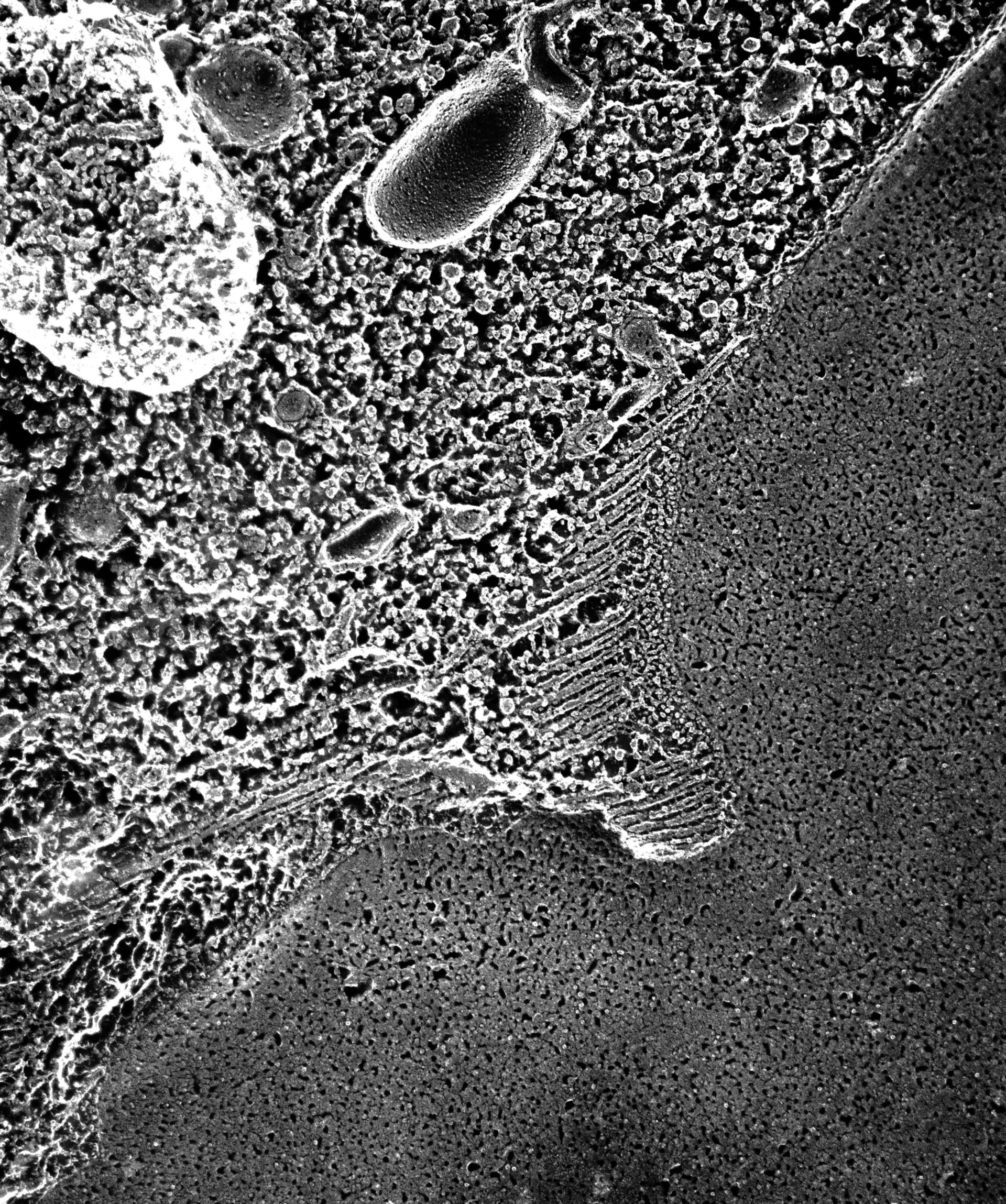 Paramecium multimicronucleatum (Contractile vacuolar membrane) - CIL:13127
