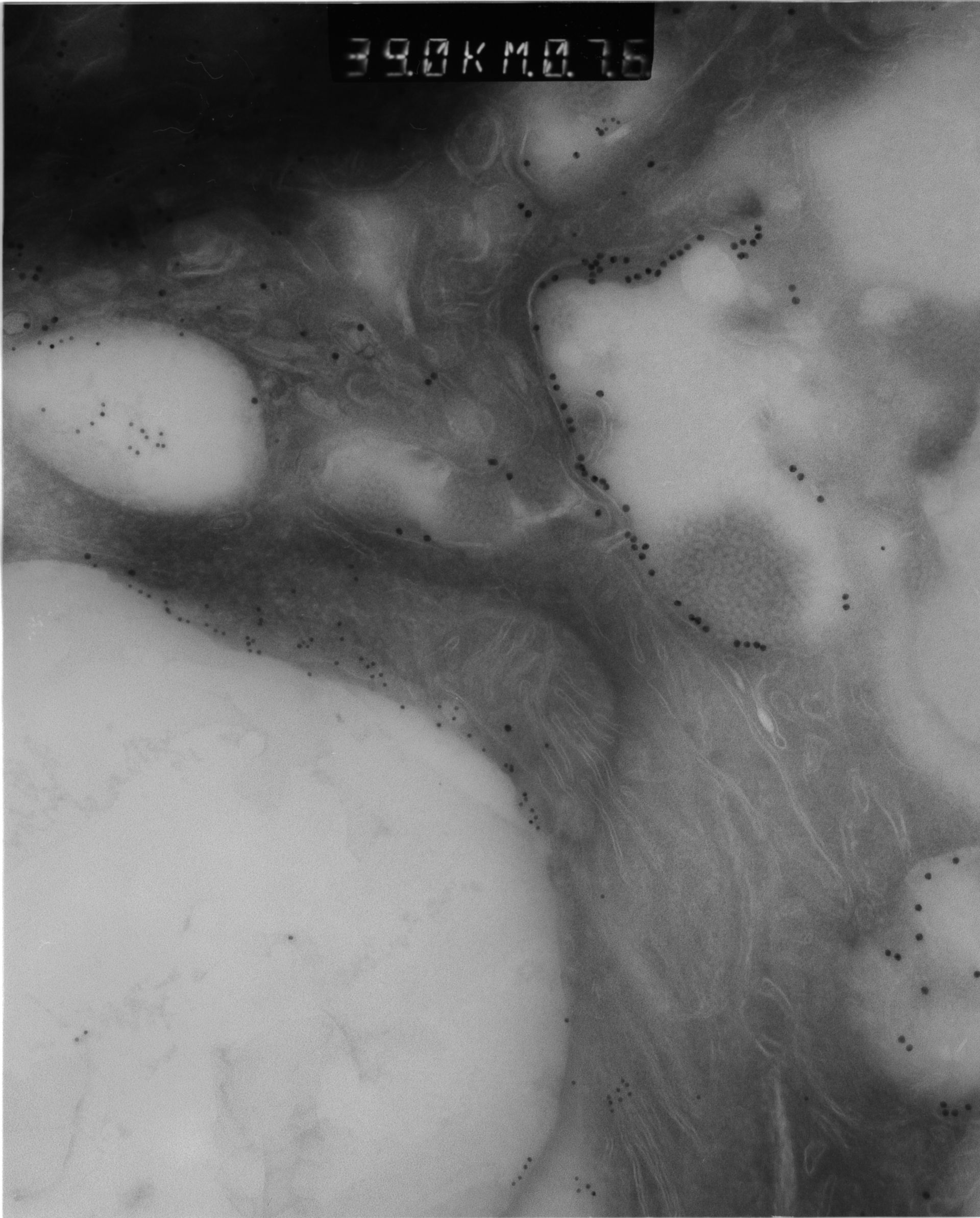 Rattus rattus (Mitochondrion) - CIL:12943