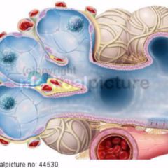 Alveole - DocCheck Flexikon
