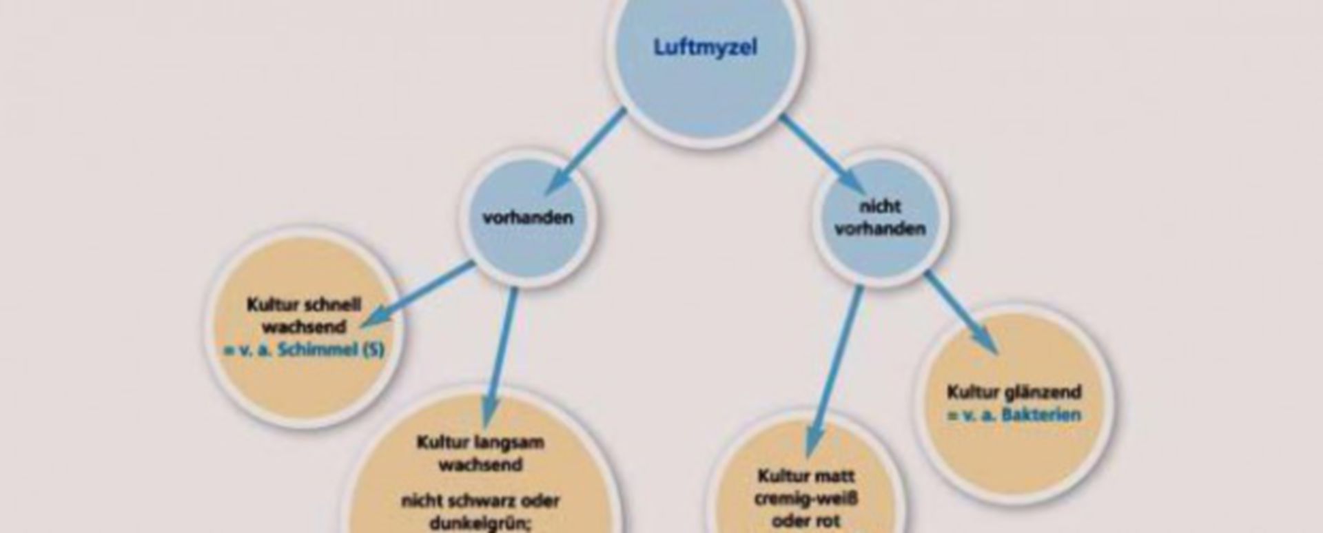 Mykologie Grundlagen der mykologischen Diagnostik DocCheck
