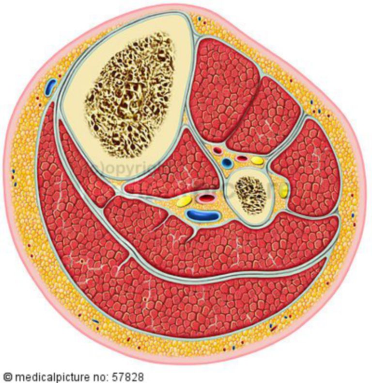 Crossection of the lower leg - DocCheck