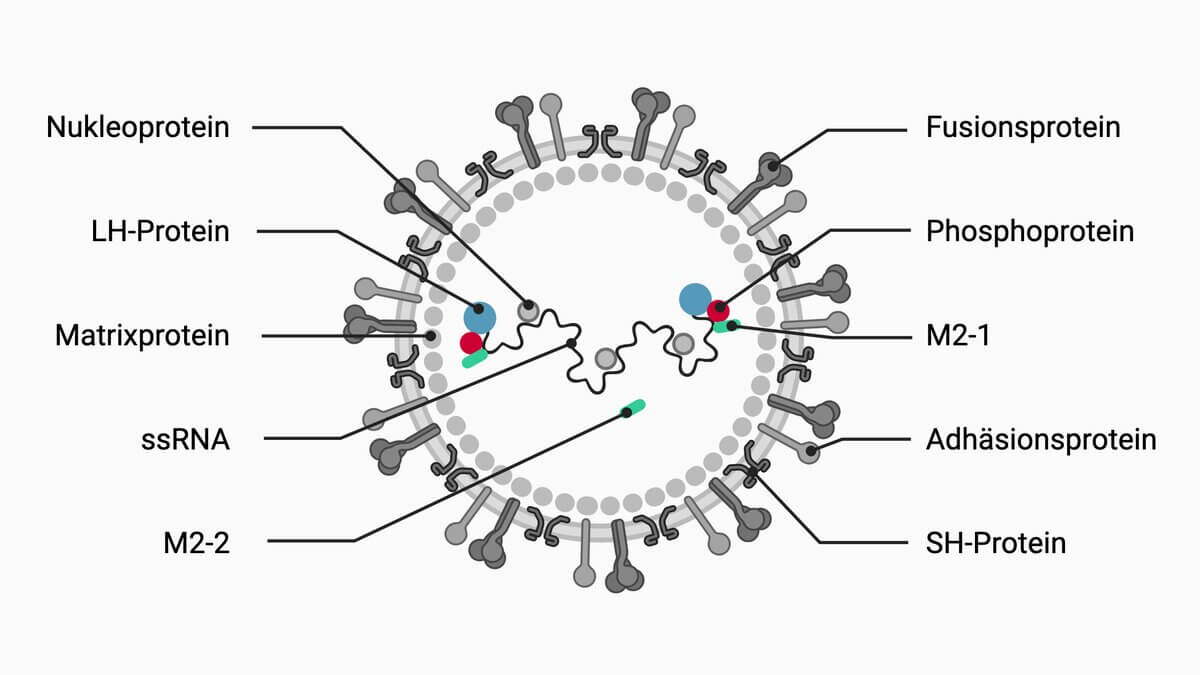 Respiratorisches Synzytial-Virus