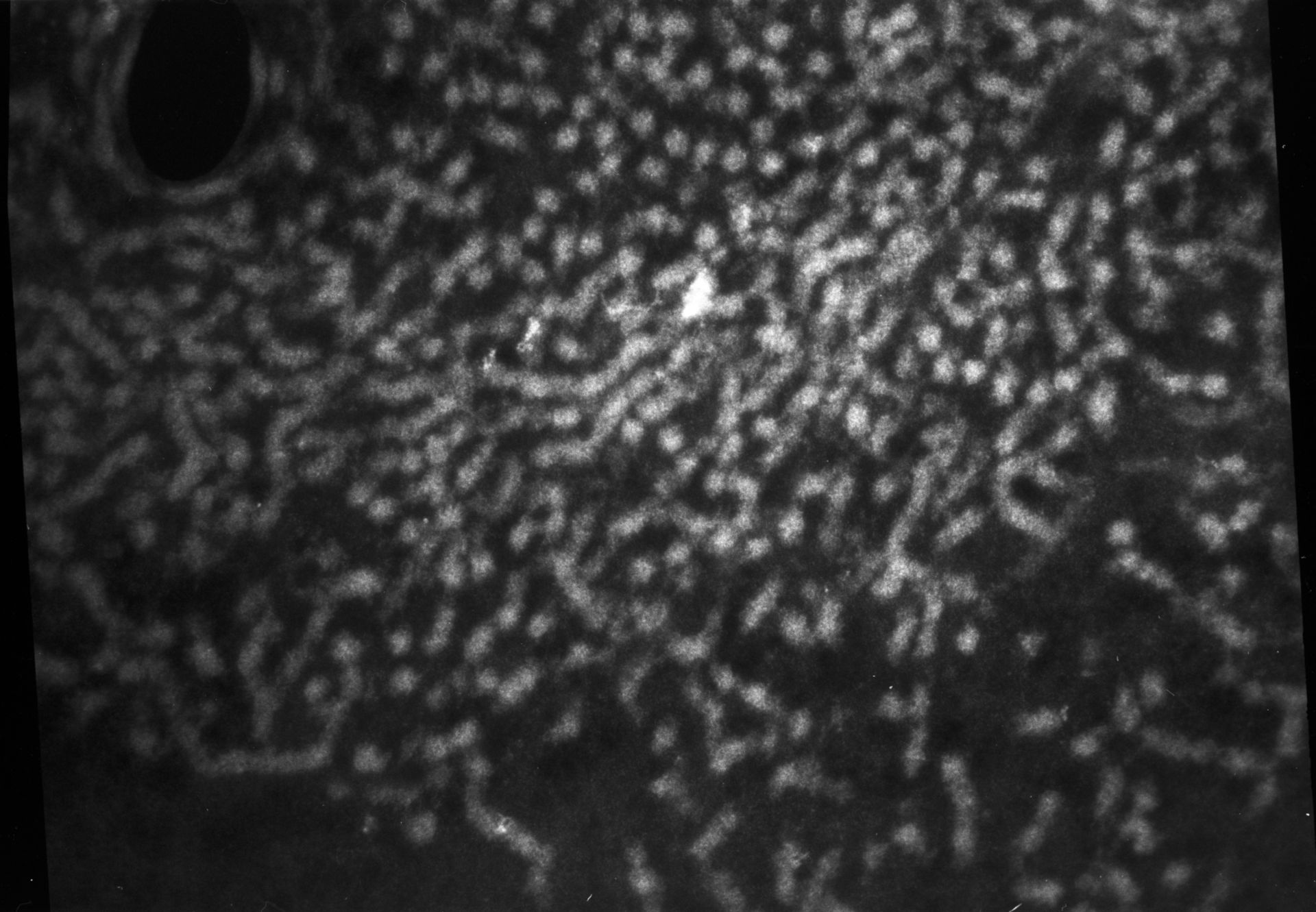 Patiria miniata (Nuclear chromatin) - CIL:765