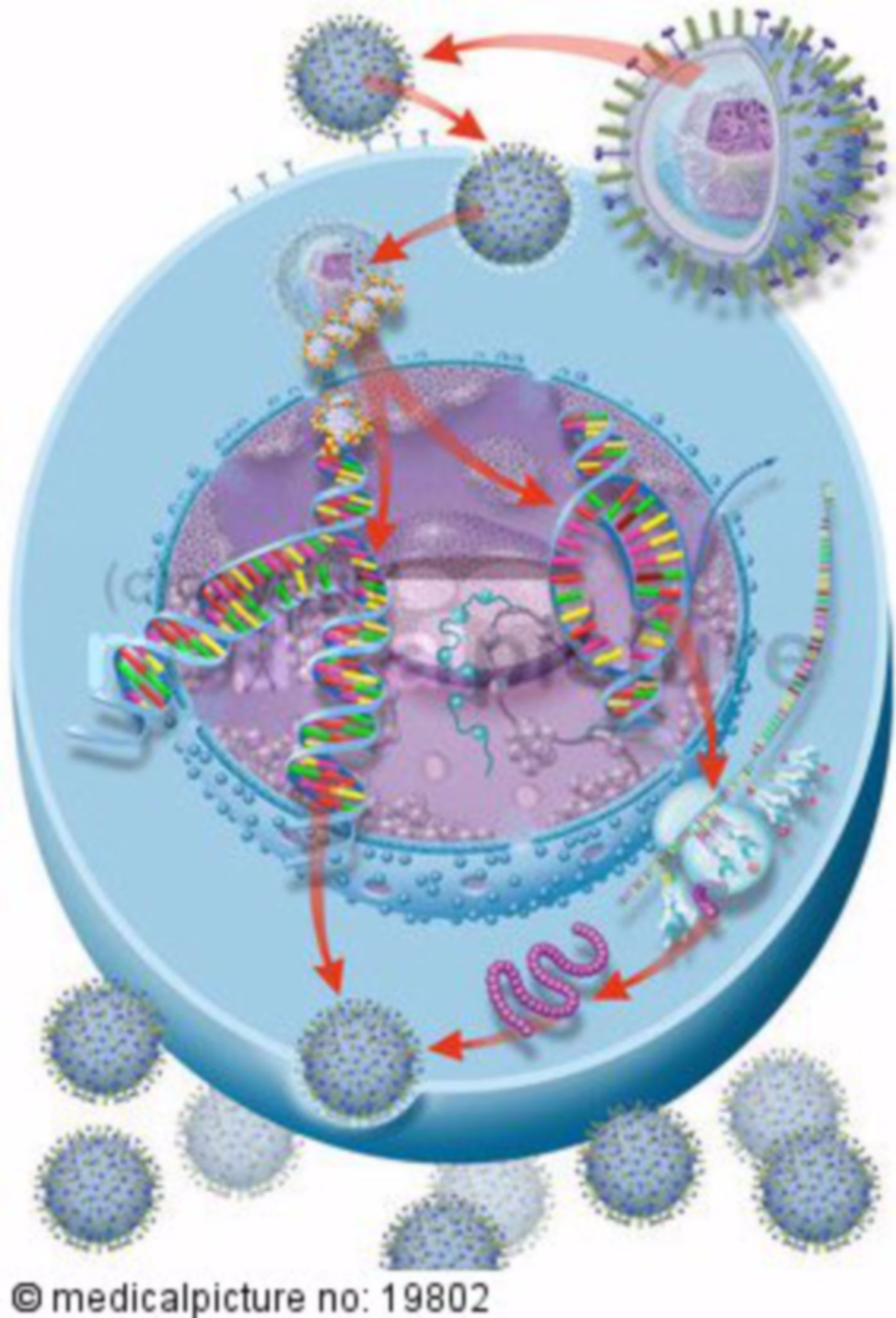  Vermehrungszyklus von Viren 