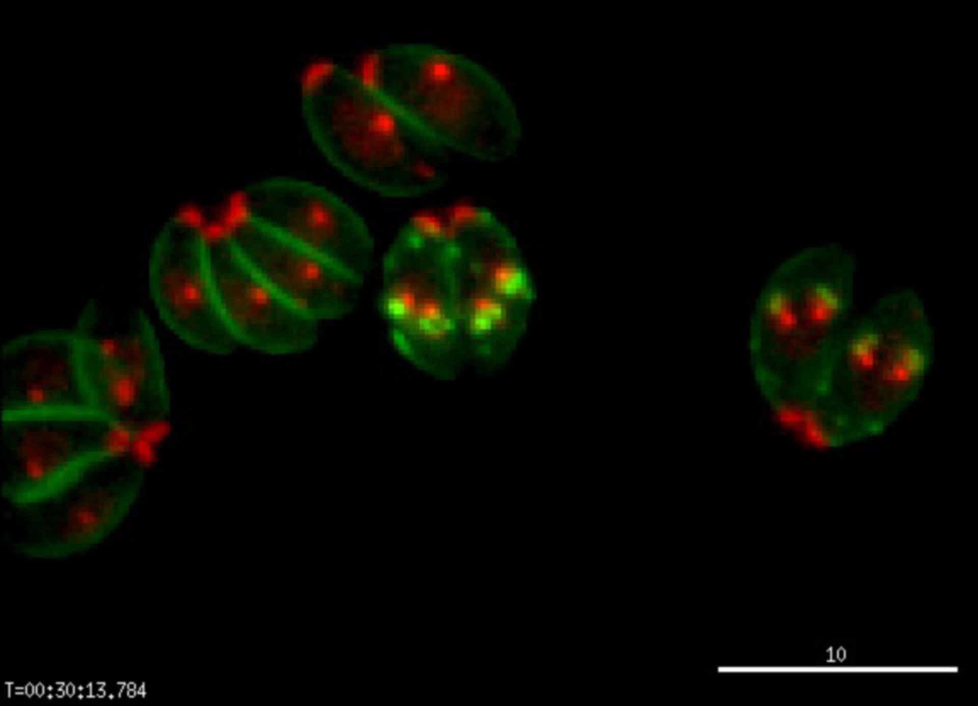 Toxoplasma gondii RH (Basal part of cell) - CIL:10525