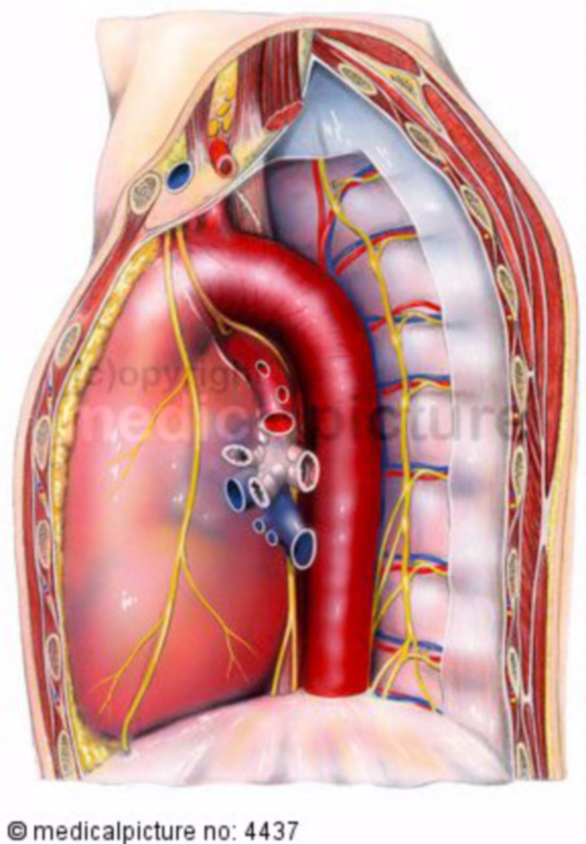 Herz, von lateral im Brustkorb, Perikard