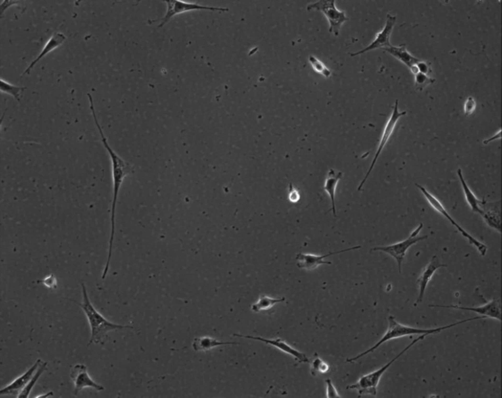 Mus musculus (Extracellular matrix part) - CIL:8983