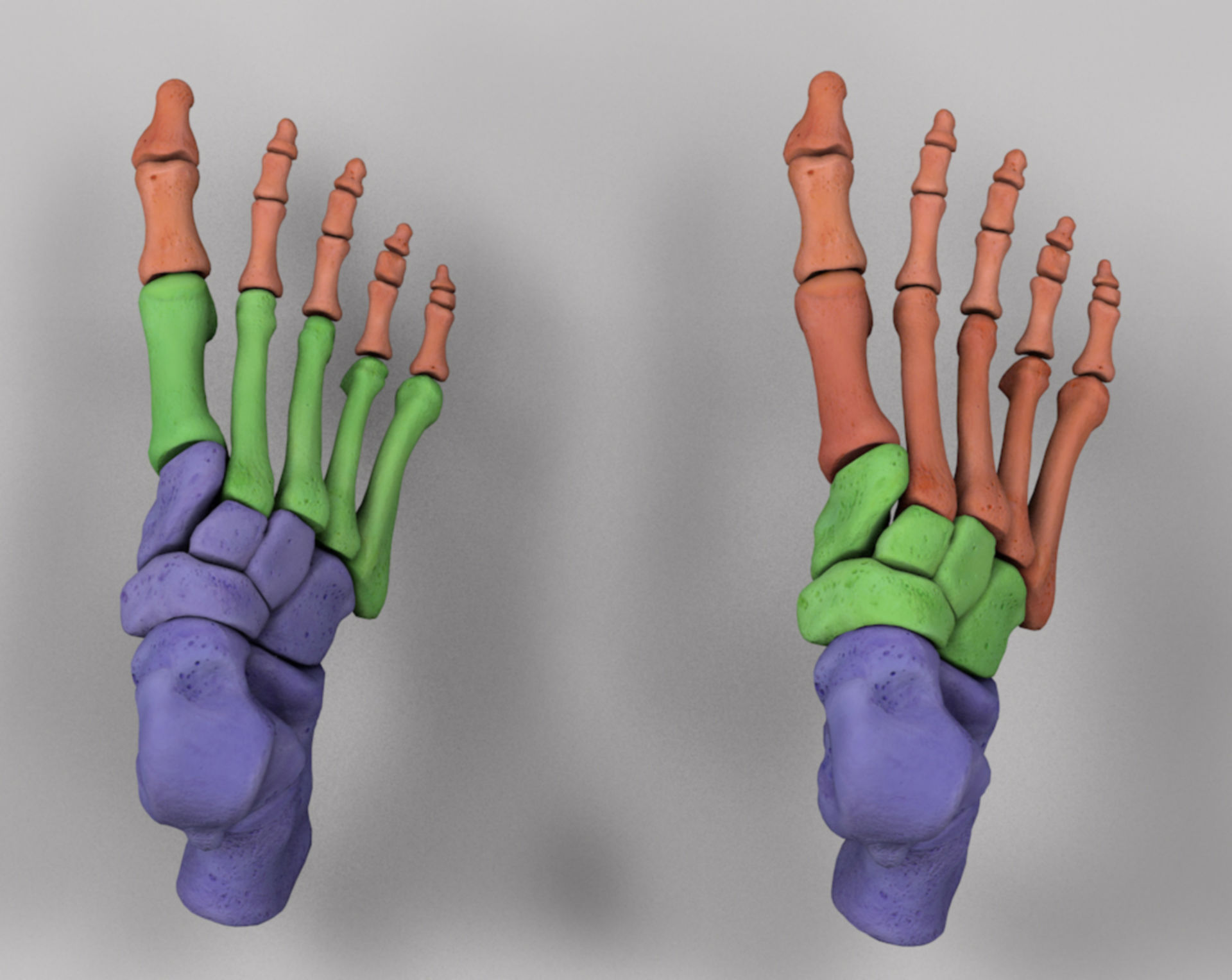 Klinische Anatomie des Fußskeletts