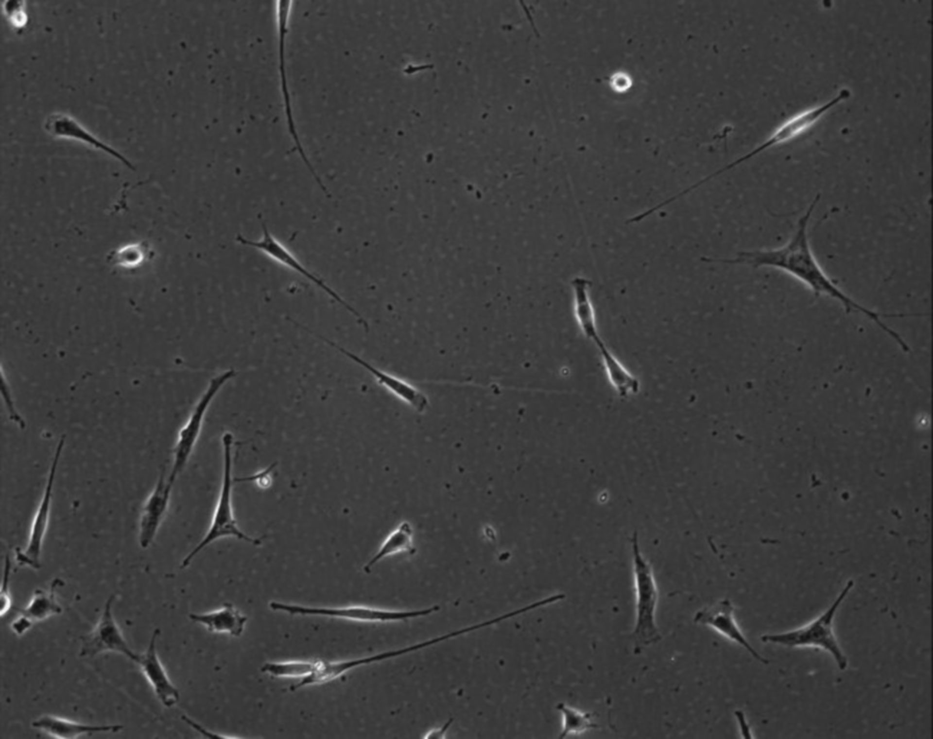 Mus musculus (Extracellular matrix part) - CIL:9006