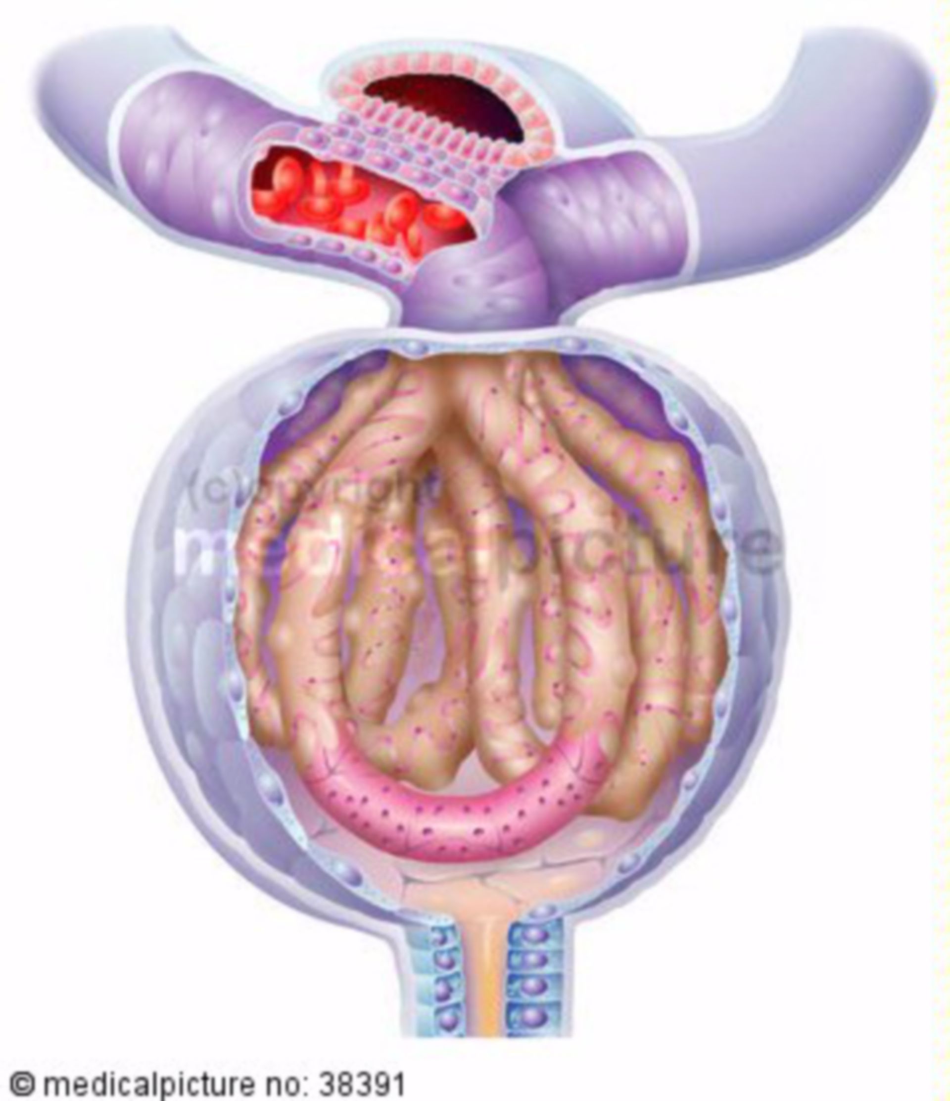 Glomerulus, renal corpuscule