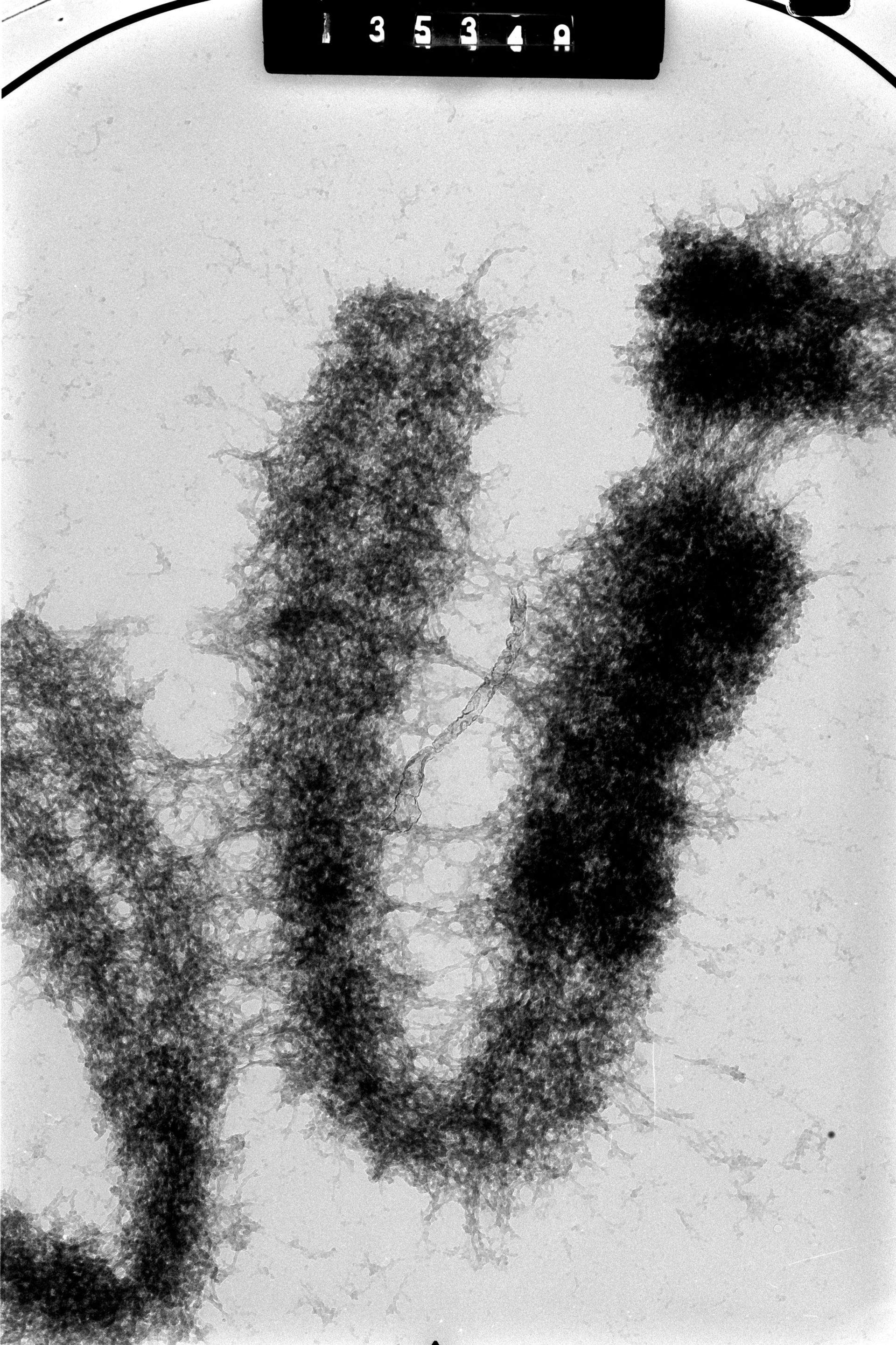 Cricetulus griseus (Nuclear chromosome) - CIL:41604