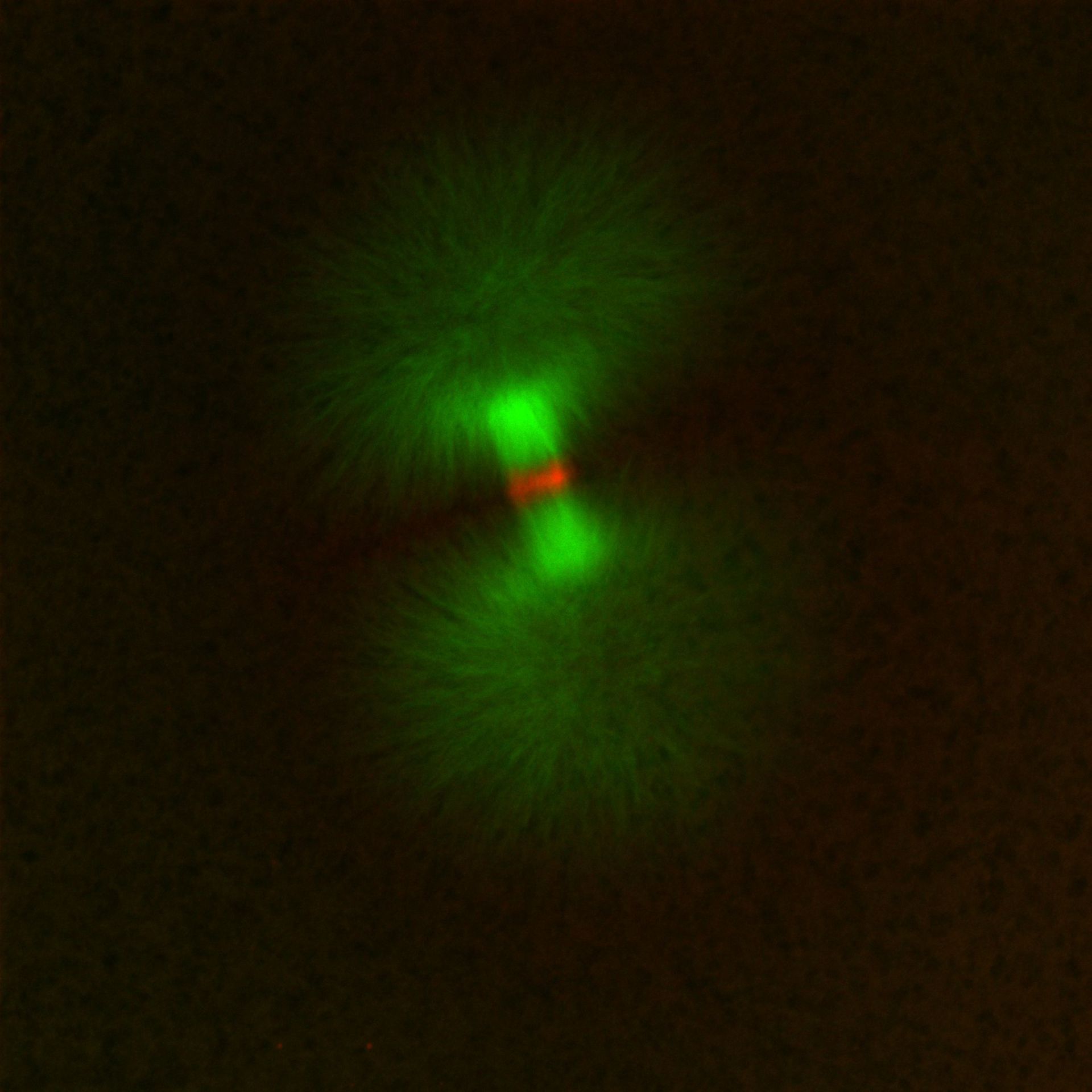 Xenopus laevis (DNA) - CIL:36547