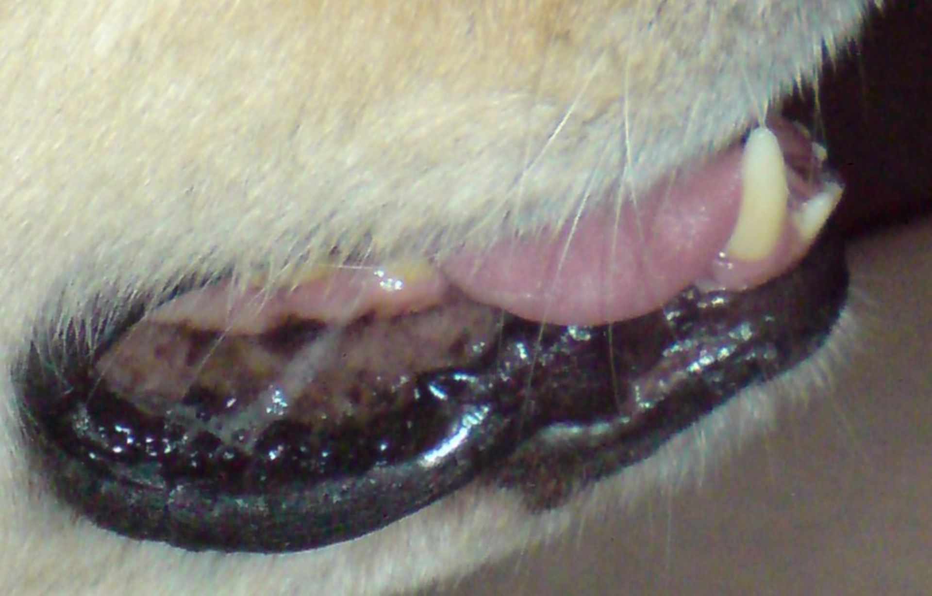 Zahnstein beim Hund an den Canini DocCheck