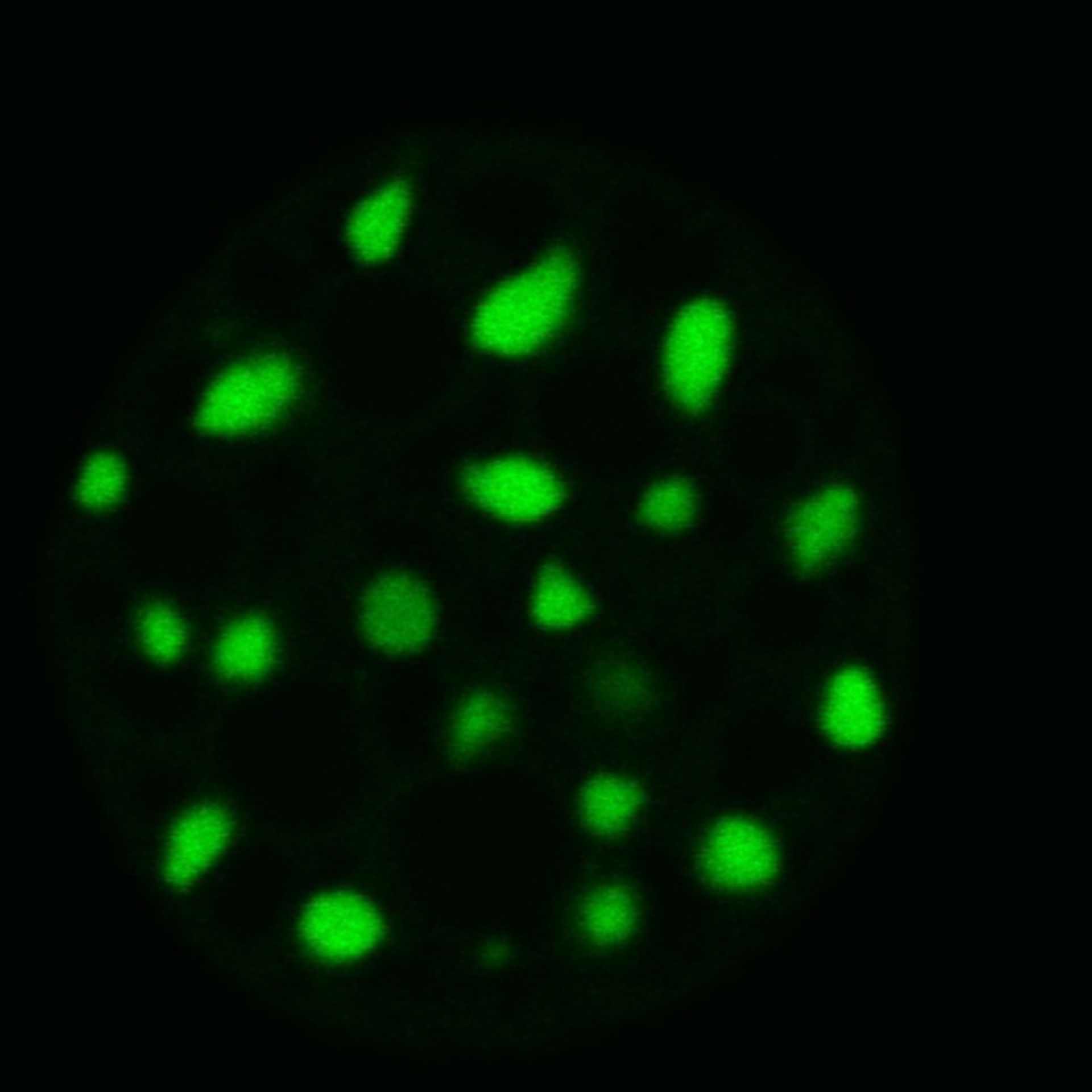 Mus musculus (Nuclear chromatin) - CIL:8048